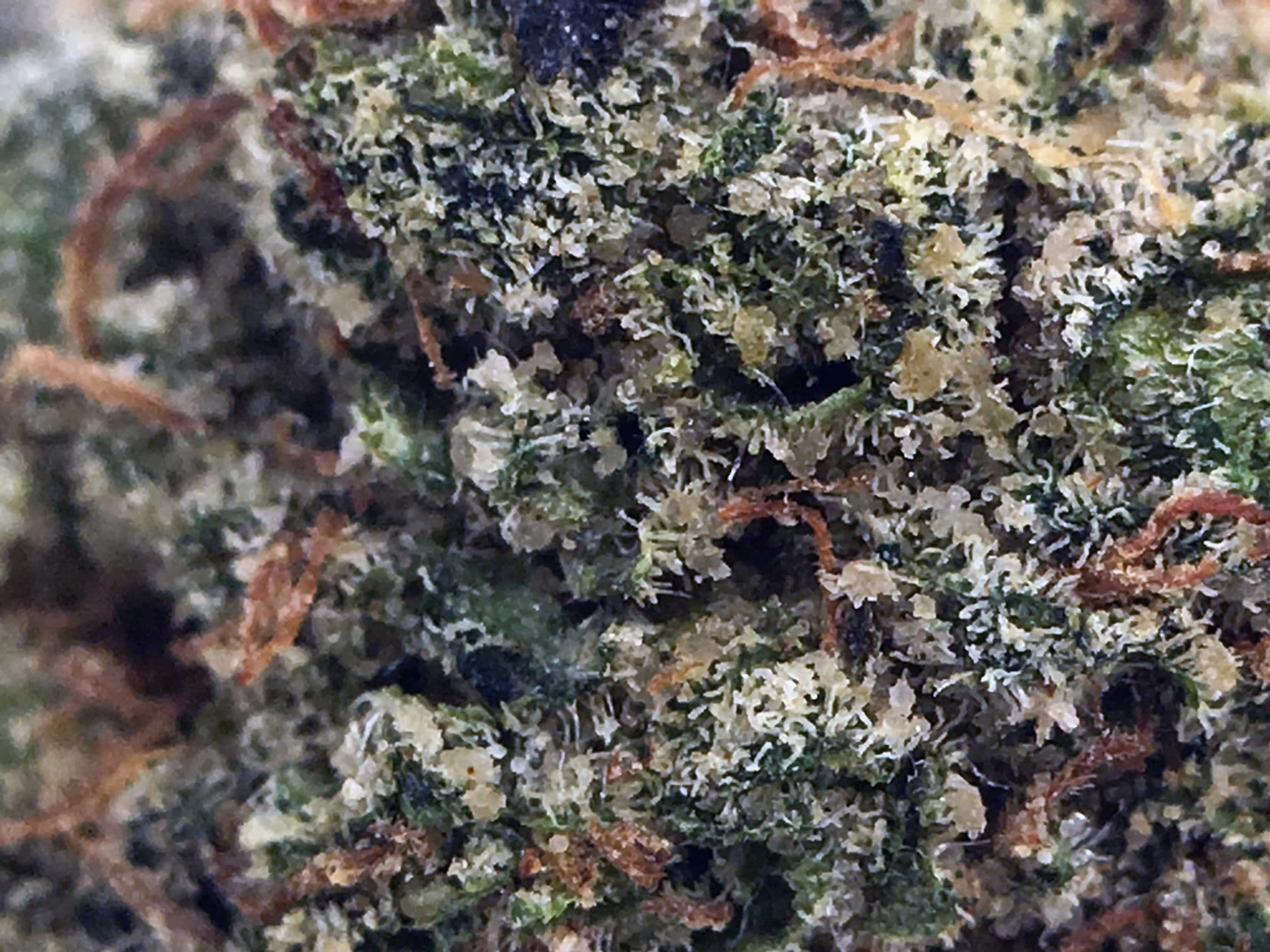 Archive image 3 for Wedding Cake Cannabis Strain Information & Review