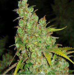 Archive image 4 for What Strains Pack The Most THC? 5 of The Strongest Cannabis Strains Known To Man