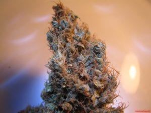 Archive image 5 for What Strains Pack The Most THC? 5 of The Strongest Cannabis Strains Known To Man