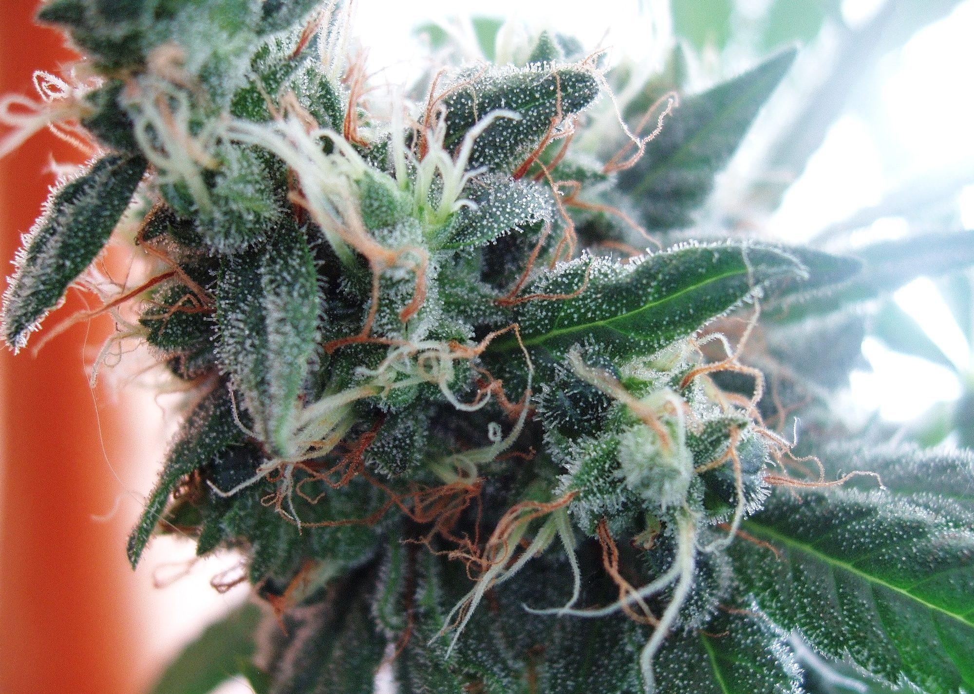 Archive image 6 for What Strains Pack The Most THC? 5 of The Strongest Cannabis Strains Known To Man