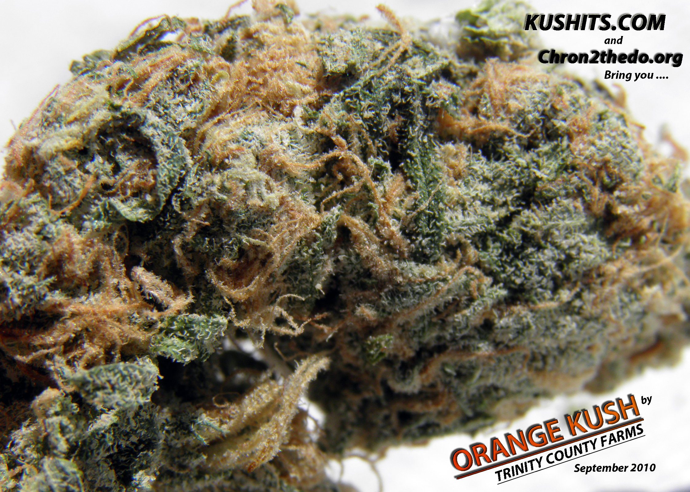 Archive image 7 for What Strains Pack The Most THC? 5 of The Strongest Cannabis Strains Known To Man
