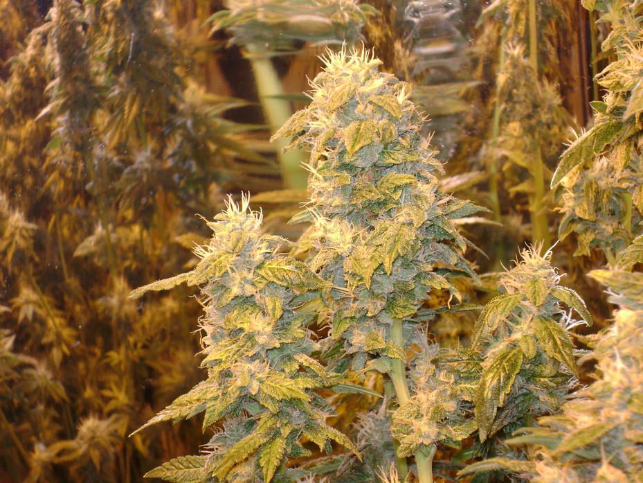 Archive image 8 for What Strains Pack The Most THC? 5 of The Strongest Cannabis Strains Known To Man