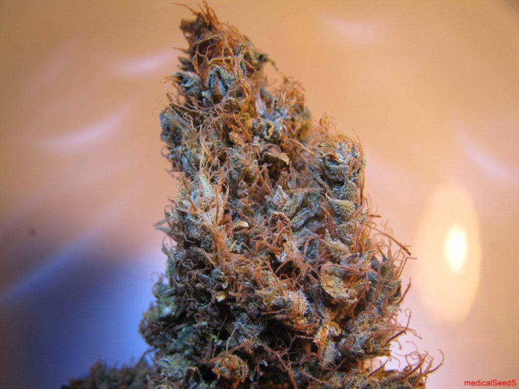 Archive image 9 for What Strains Pack The Most THC? 5 of The Strongest Cannabis Strains Known To Man