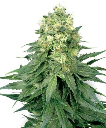Archive image 2 for White Widow Cannabis Strain Information Feature