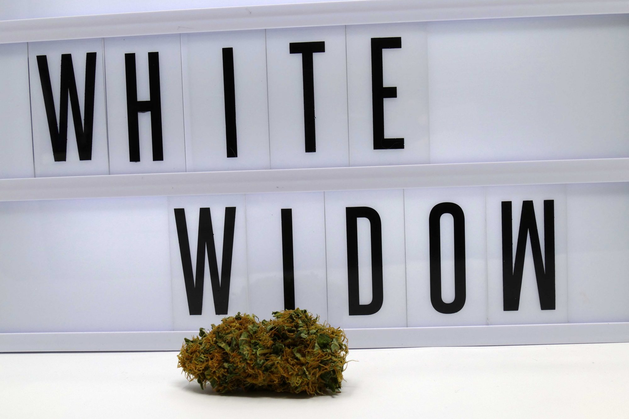 Archive image 3 for White Widow Cannabis Strain Information Feature