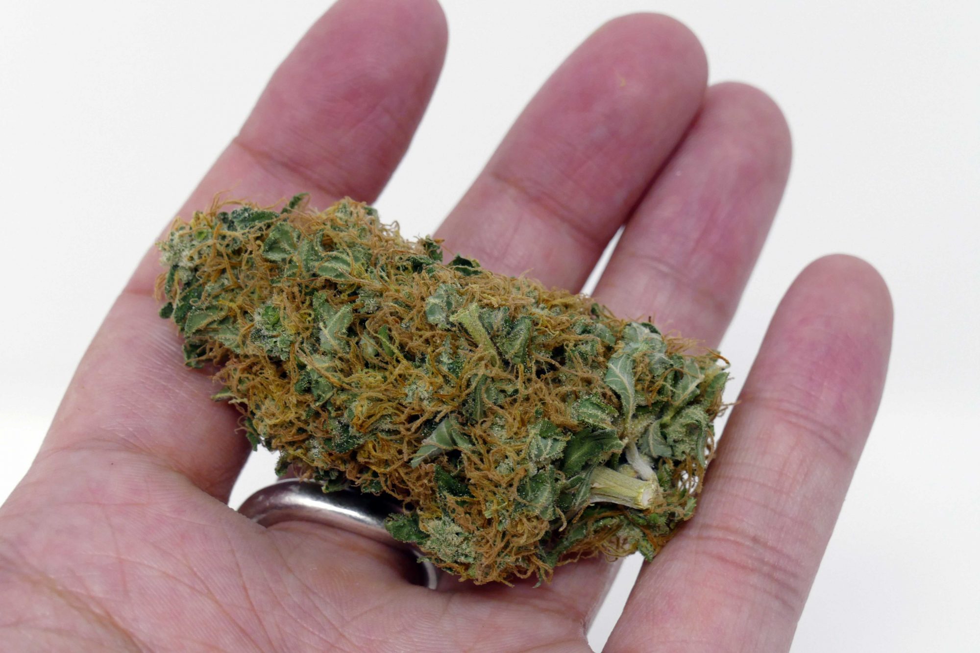 Archive image 5 for White Widow Cannabis Strain Information Feature