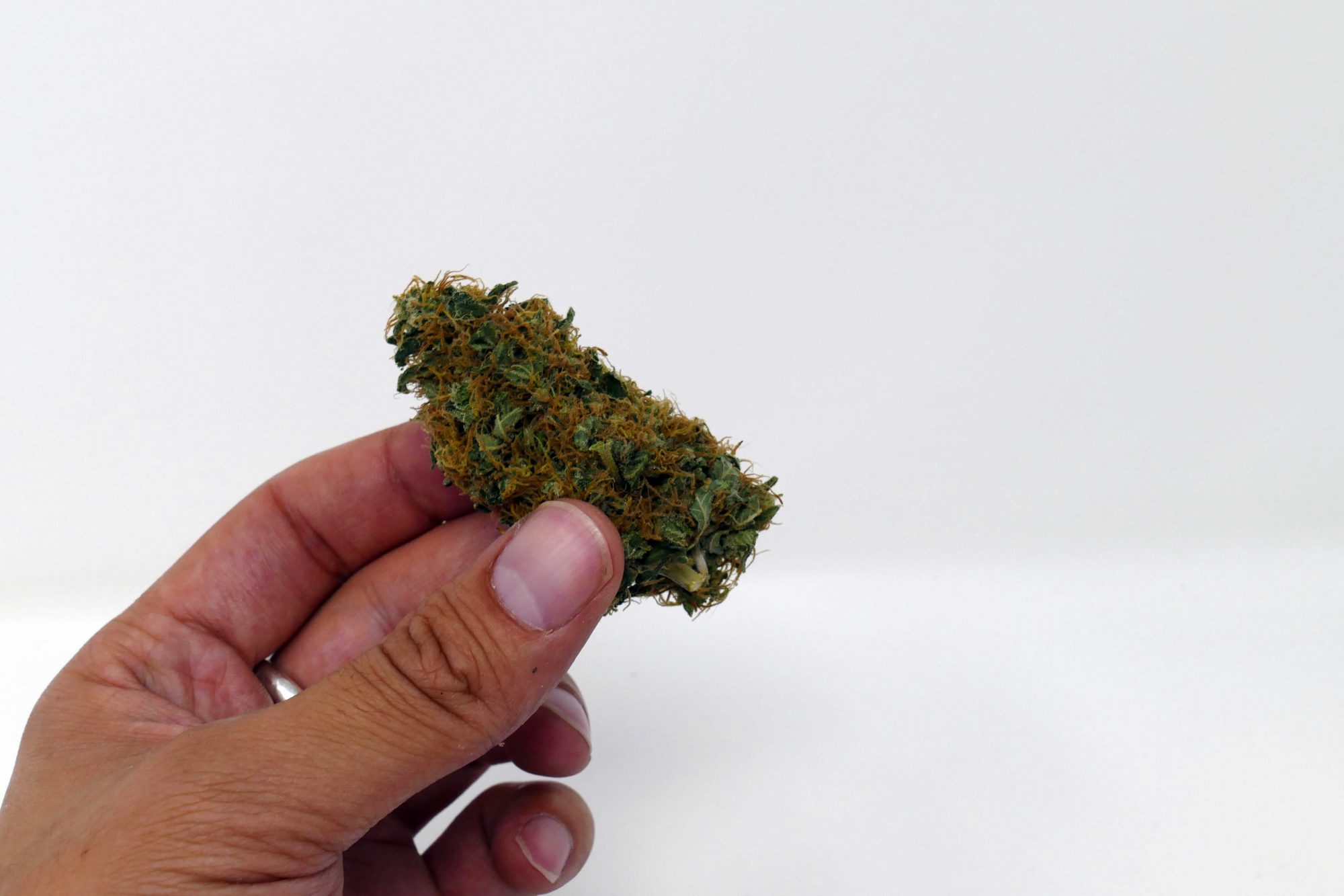 Archive image 6 for White Widow Cannabis Strain Information Feature
