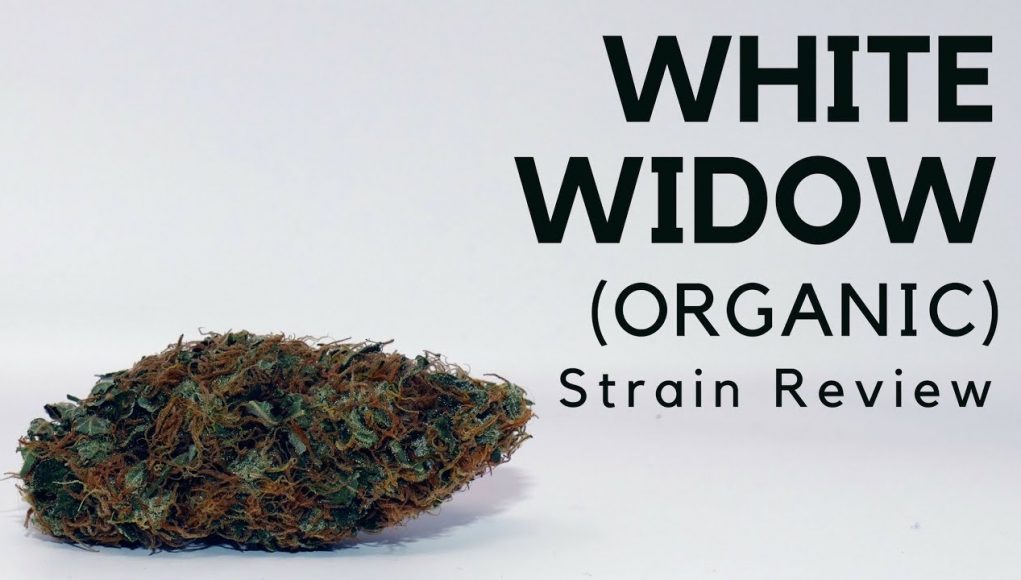 Archive image 9 for White Widow Cannabis Strain Information Feature