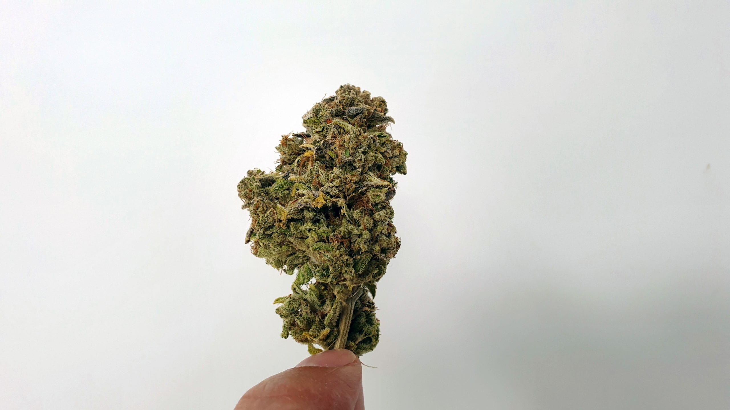 Archive image 2 for Yeti OG Cannabis Strain Review & Information