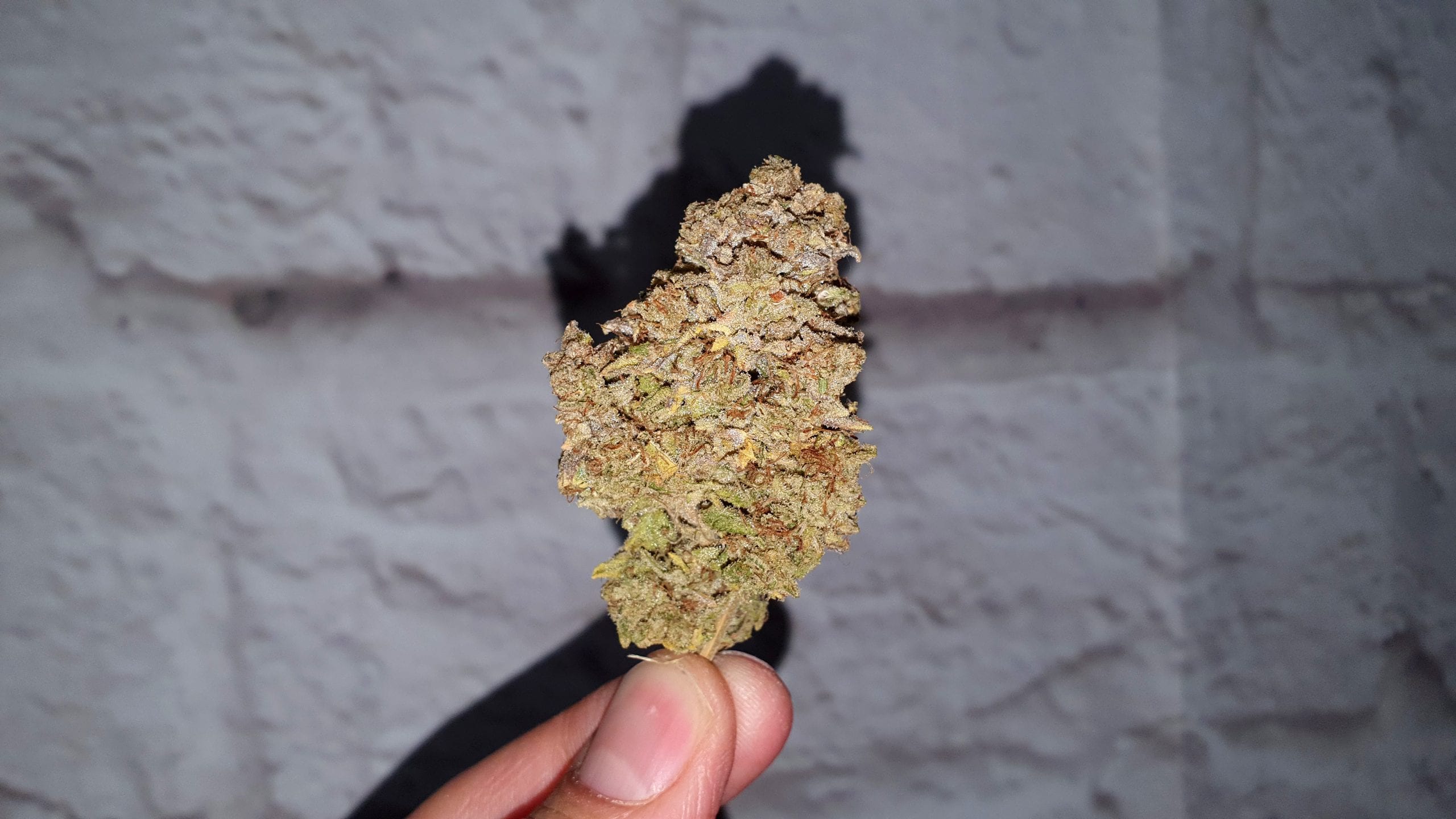 Archive image 3 for Yeti OG Cannabis Strain Review & Information