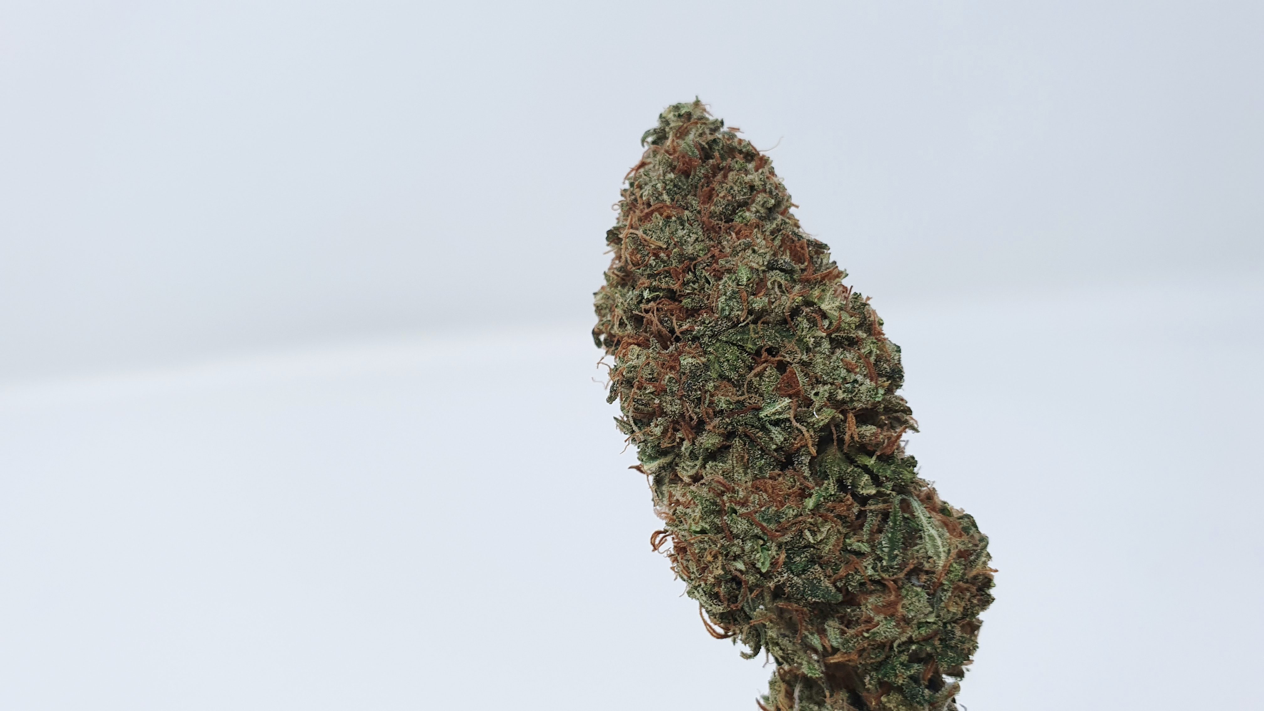 Archive image 6 for Yuzu Kush Strain Review & Information