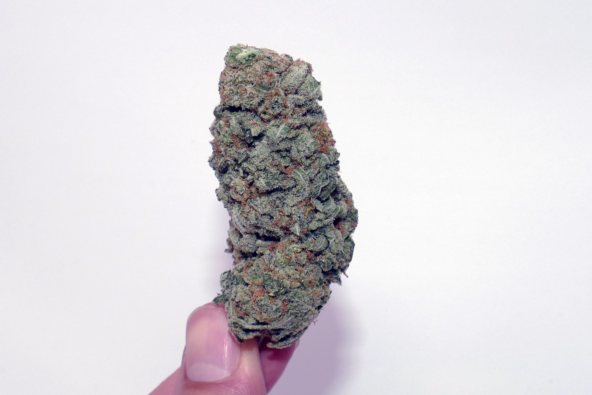 Archive image 5 for Zed Cannabis Strain Information & Review
