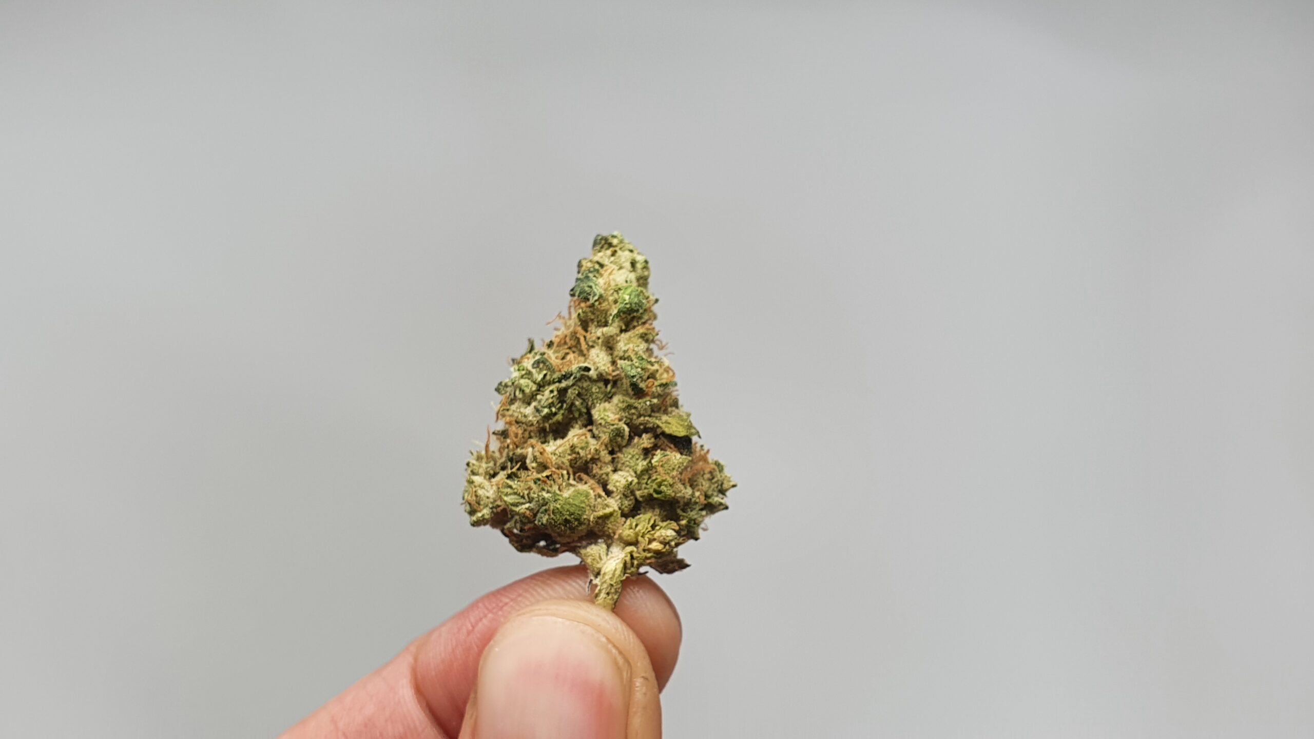 ISMOKE archive image 4 for GMO Cannabis strain review