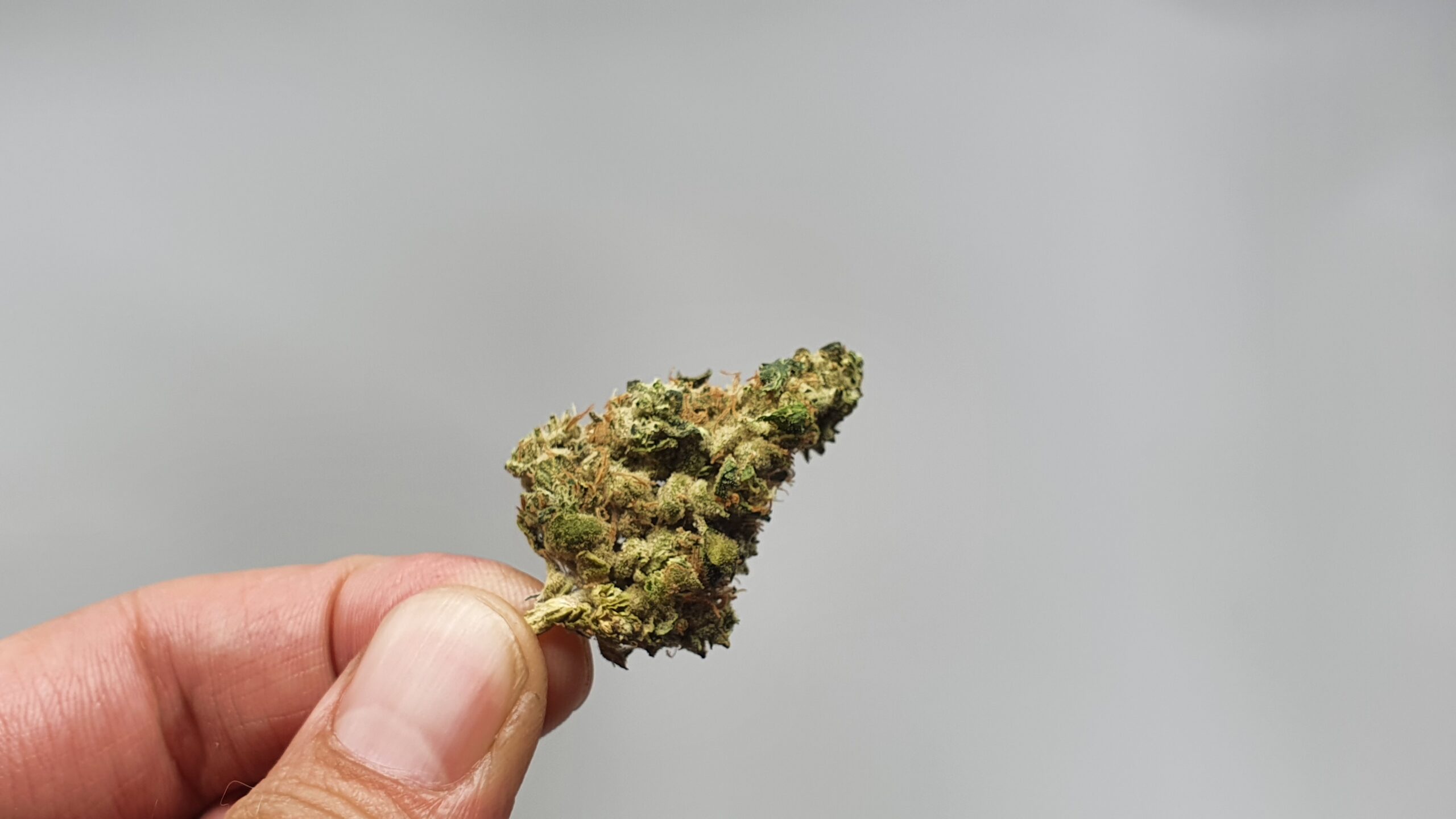 ISMOKE archive image 5 for GMO Cannabis strain review
