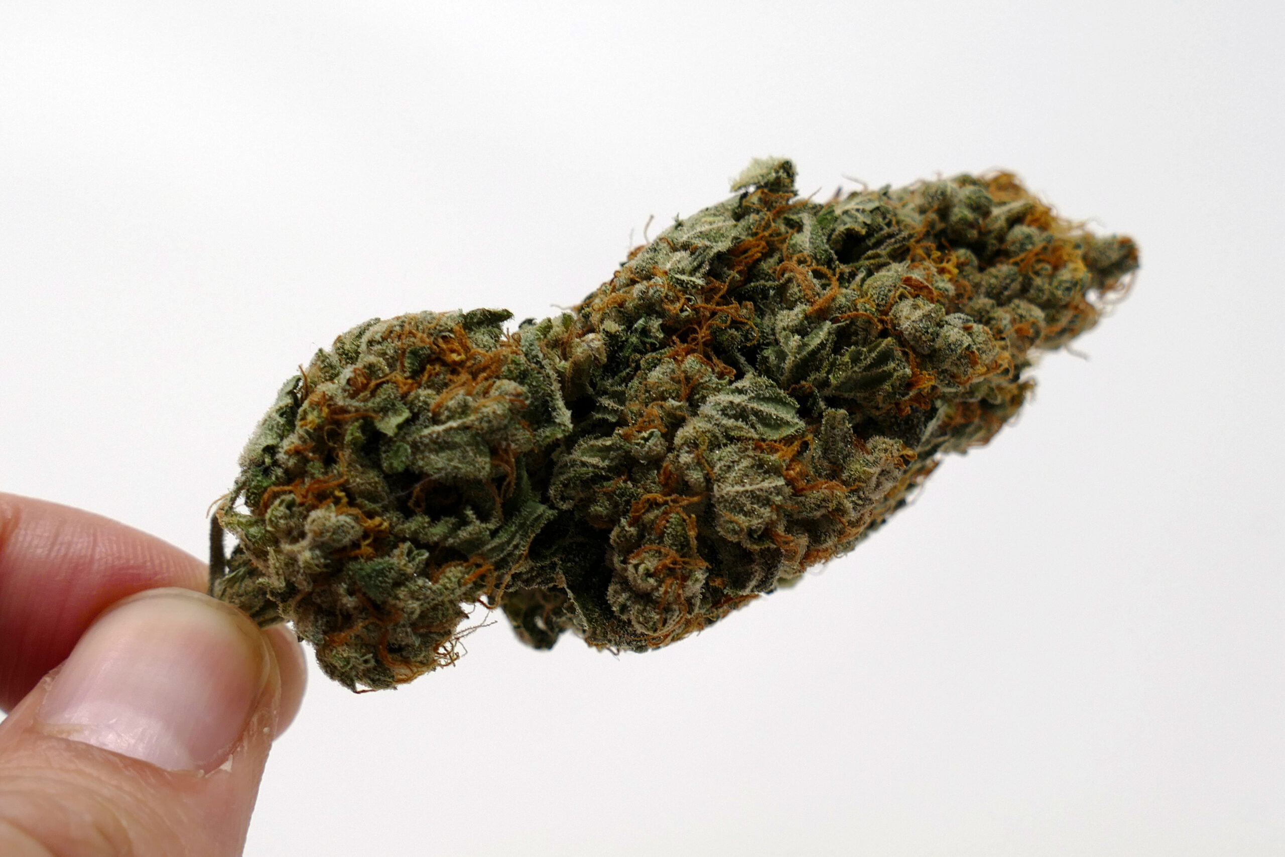ISMOKE archive image 2 for Gigantuan Automatic Cannabis strain review
