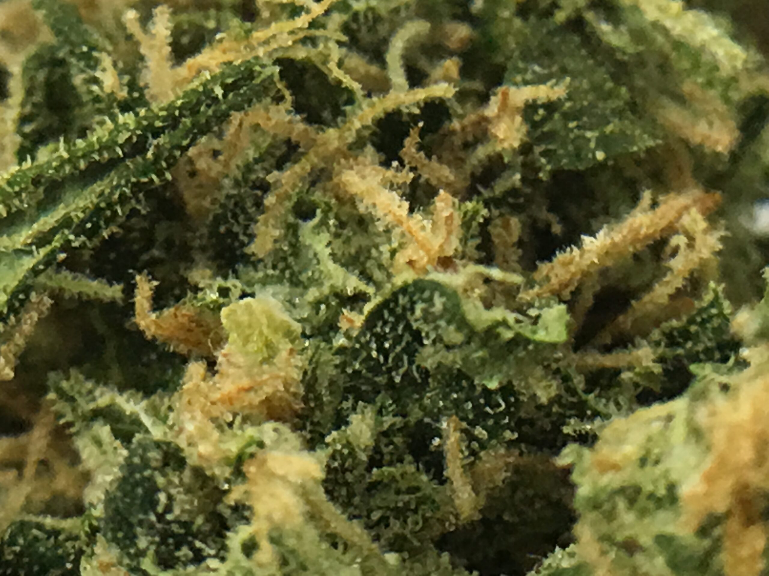 ISMOKE archive image 2 for B28 Cannabis Strain Review