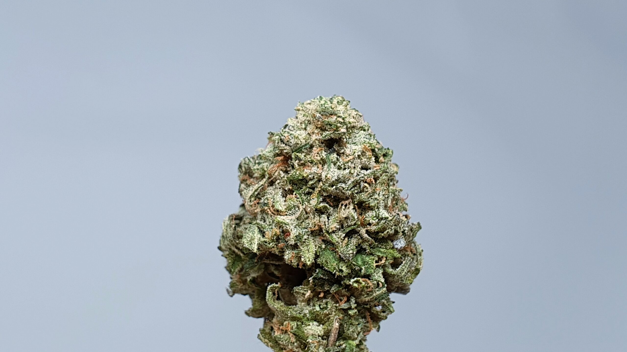 ISMOKE archive image 2 for Rainbow Belts Cannabis strain review