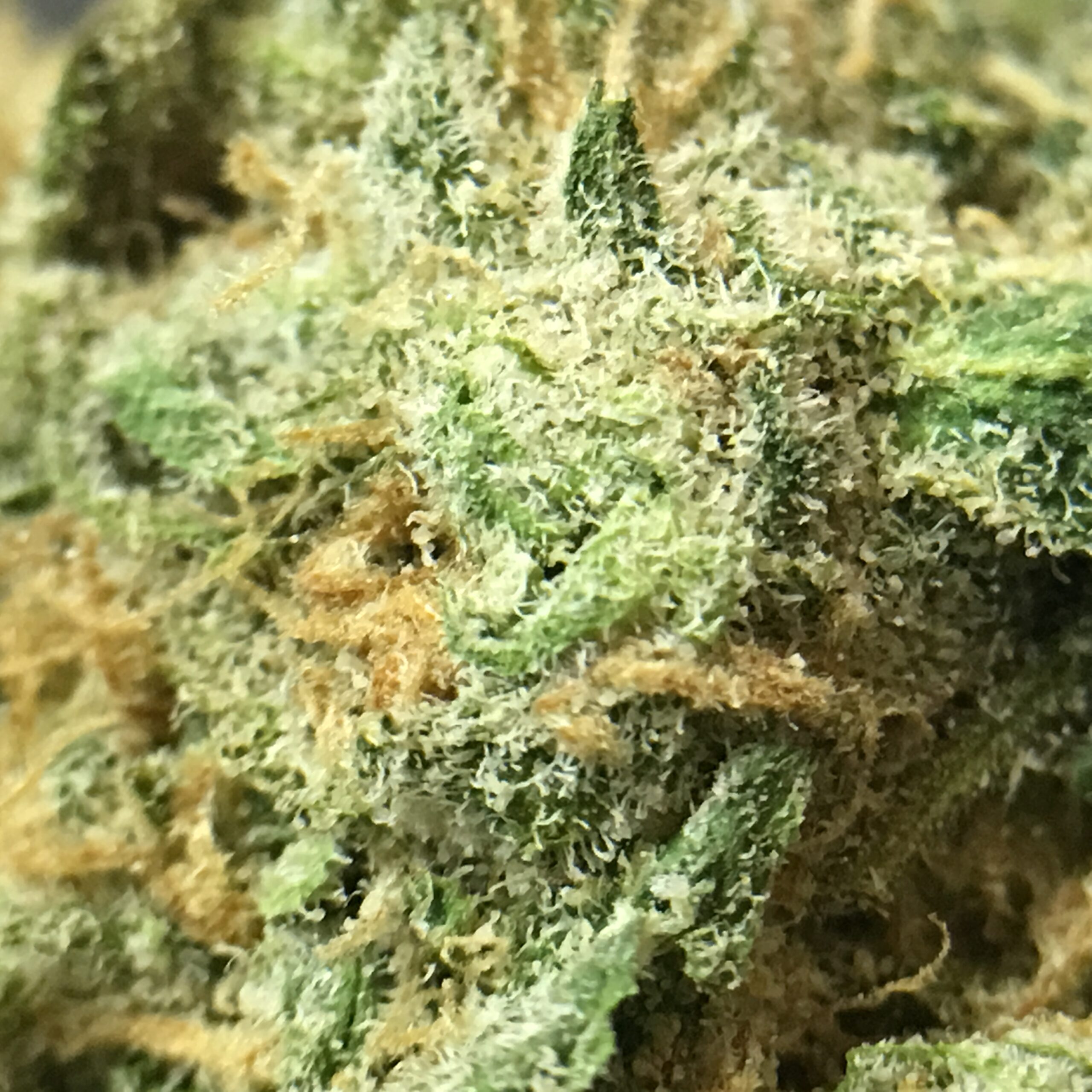 ISMOKE archive image 2 for Blue Dream Cannabis Strain Review