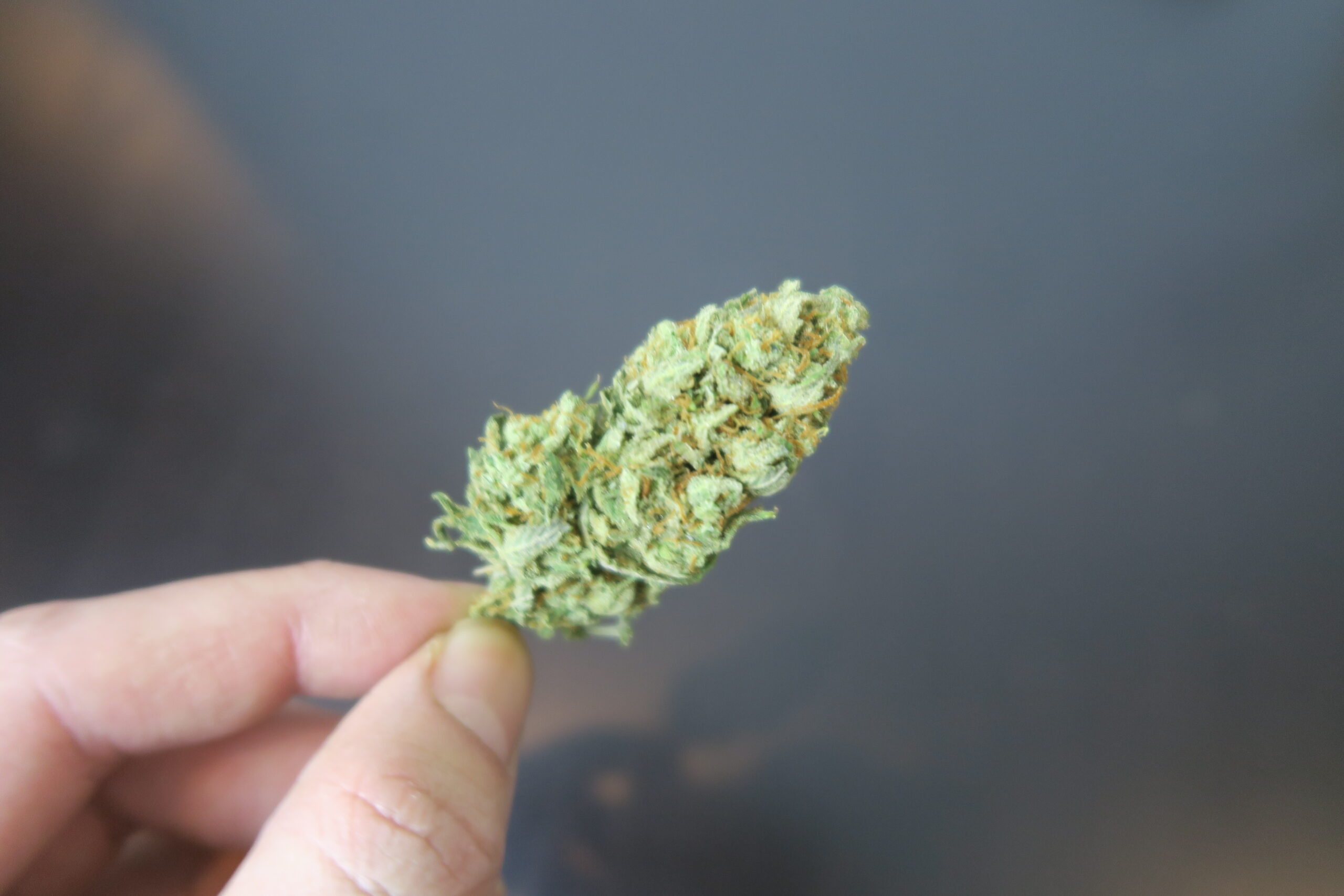 ISMOKE archive image 2 for Super Lemon Haze Strain Review