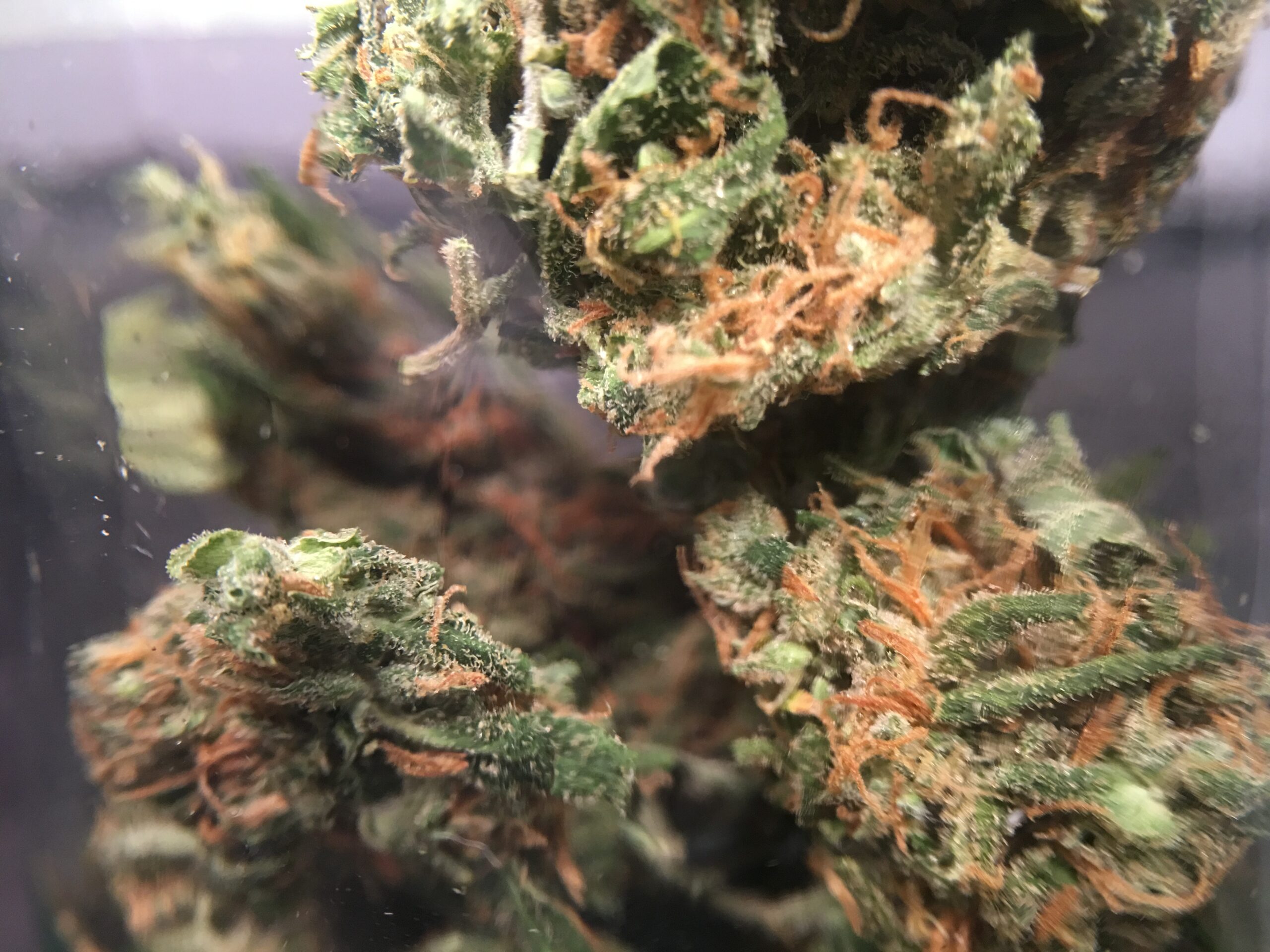 ISMOKE archive image 2 for Super Silver Haze Cannabis Strain review