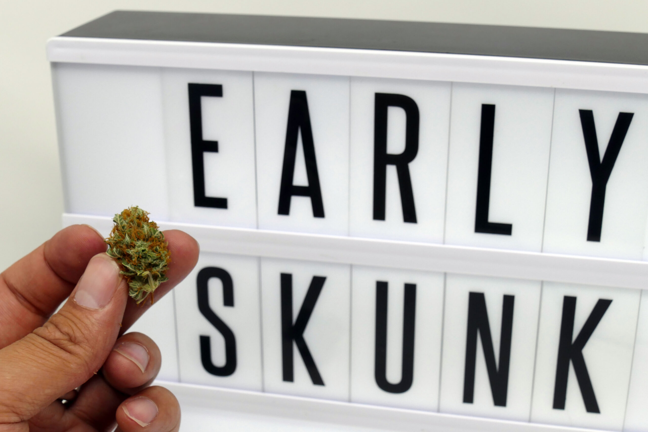ISMOKE archive image 3 for Early Skunk Cannabis strain review