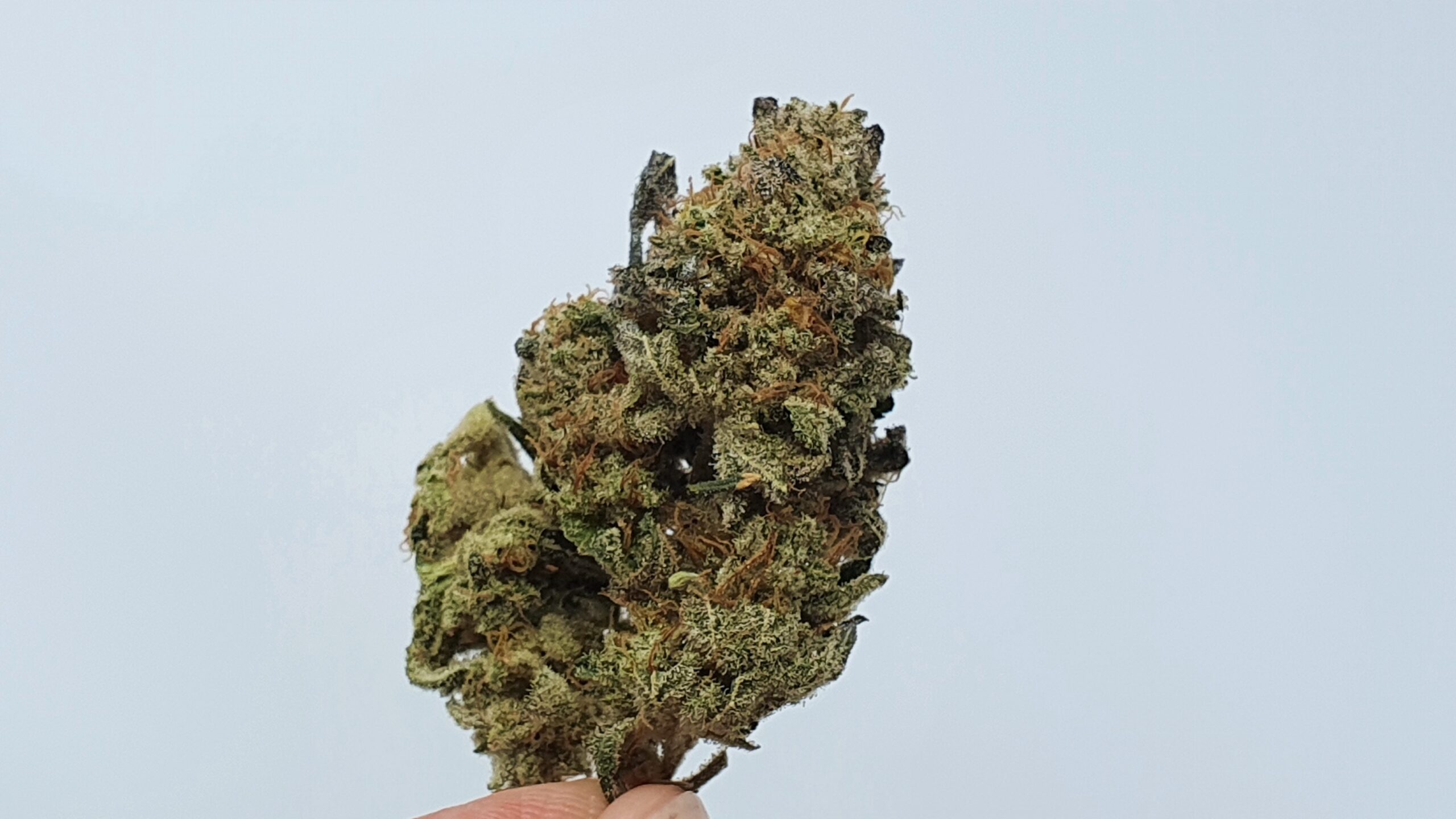 ISMOKE archive image 3 for Harambe's Revenge Cannabis strain review