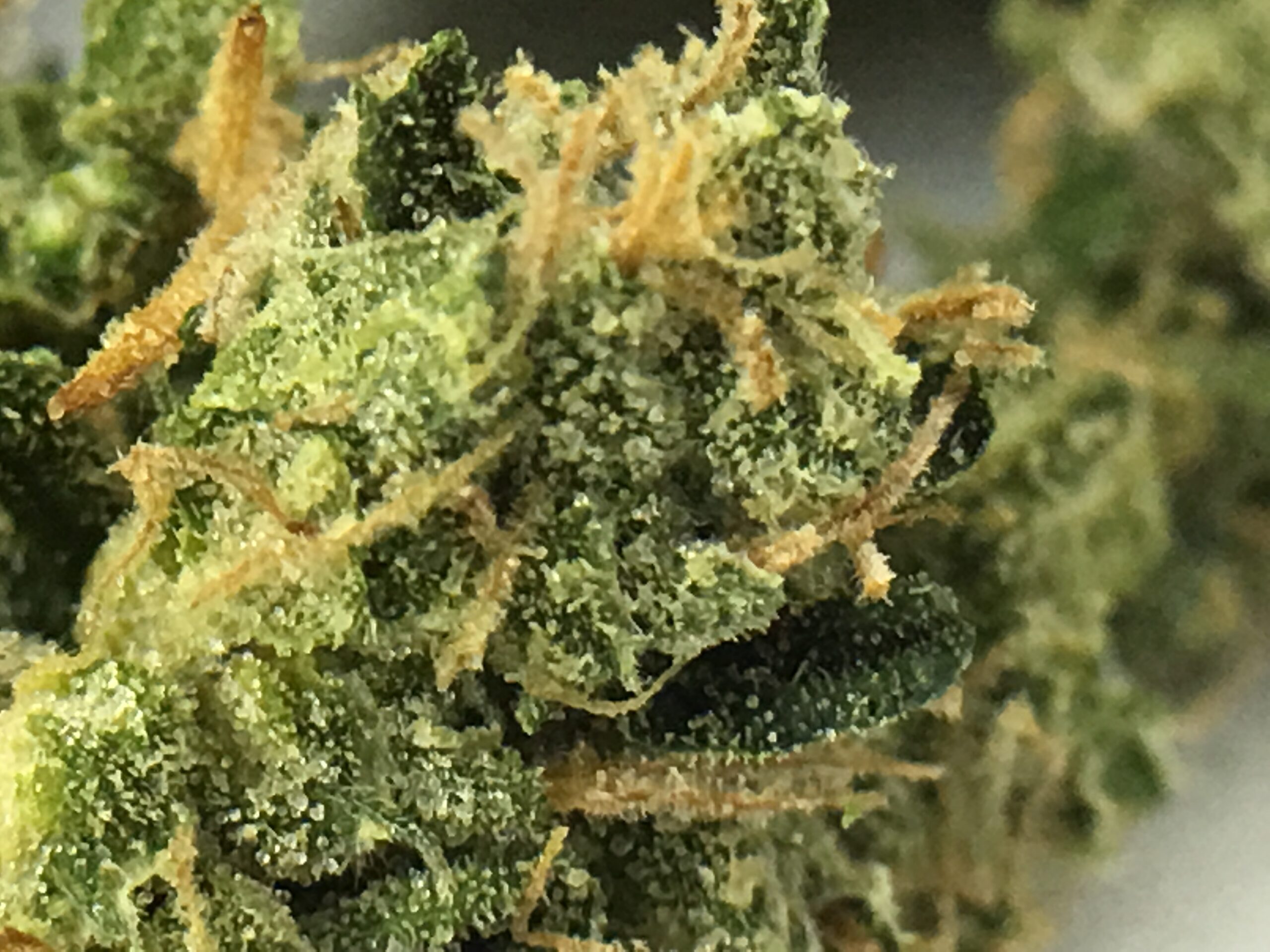 ISMOKE archive image 3 for B28 Cannabis Strain Review