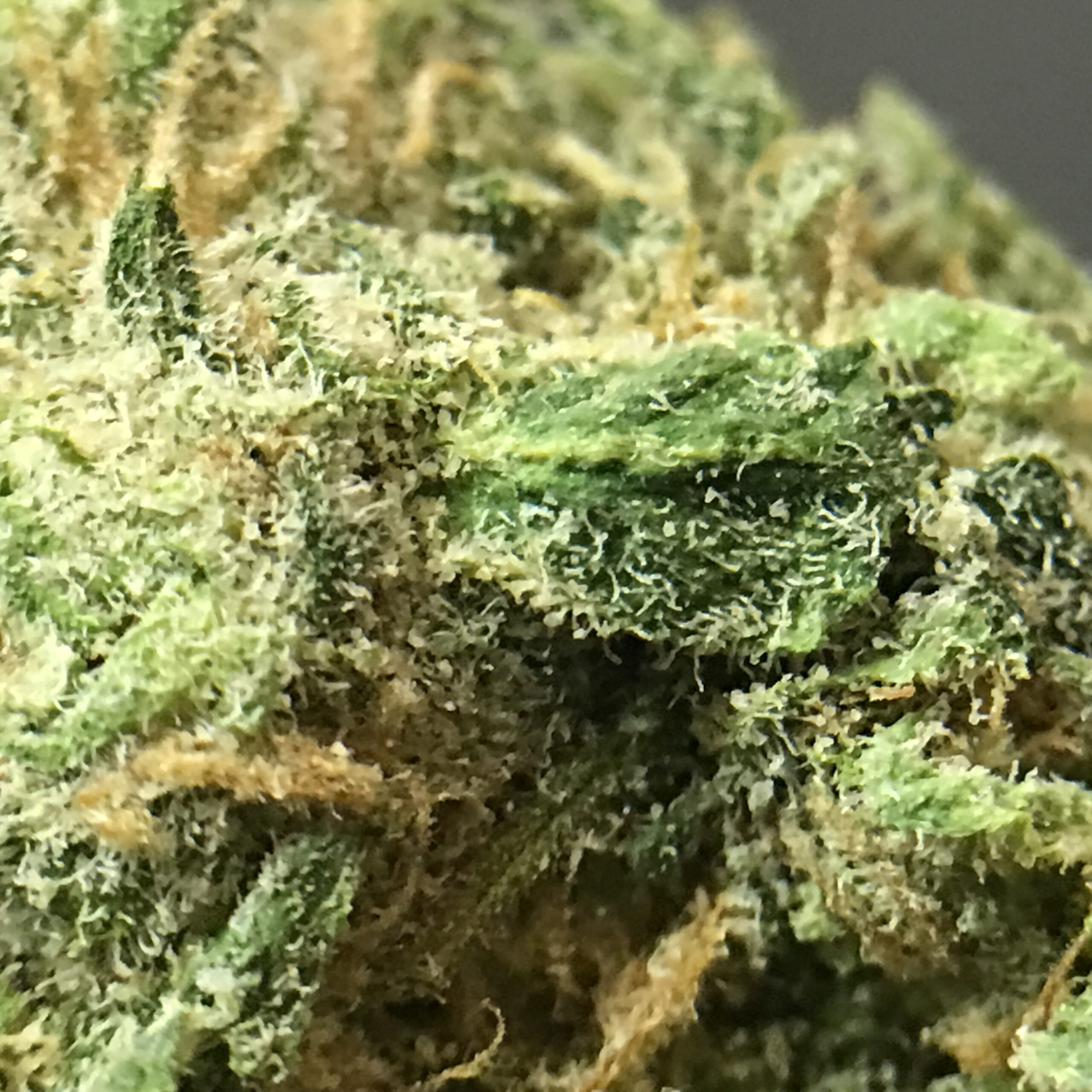ISMOKE archive image 3 for Blue Dream Cannabis Strain Review