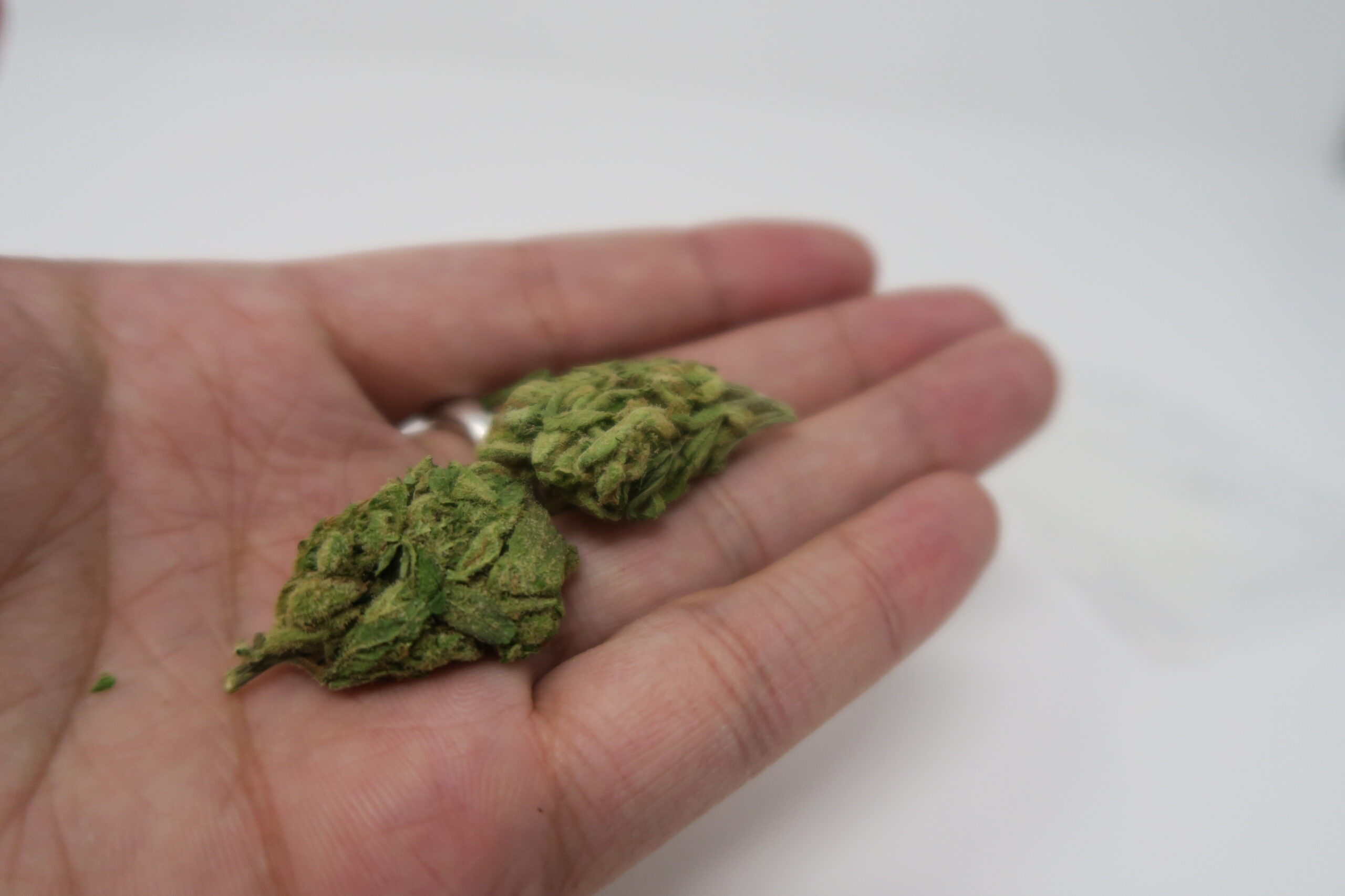 ISMOKE archive image 3 for Green Kiss Cannabis Strain Review