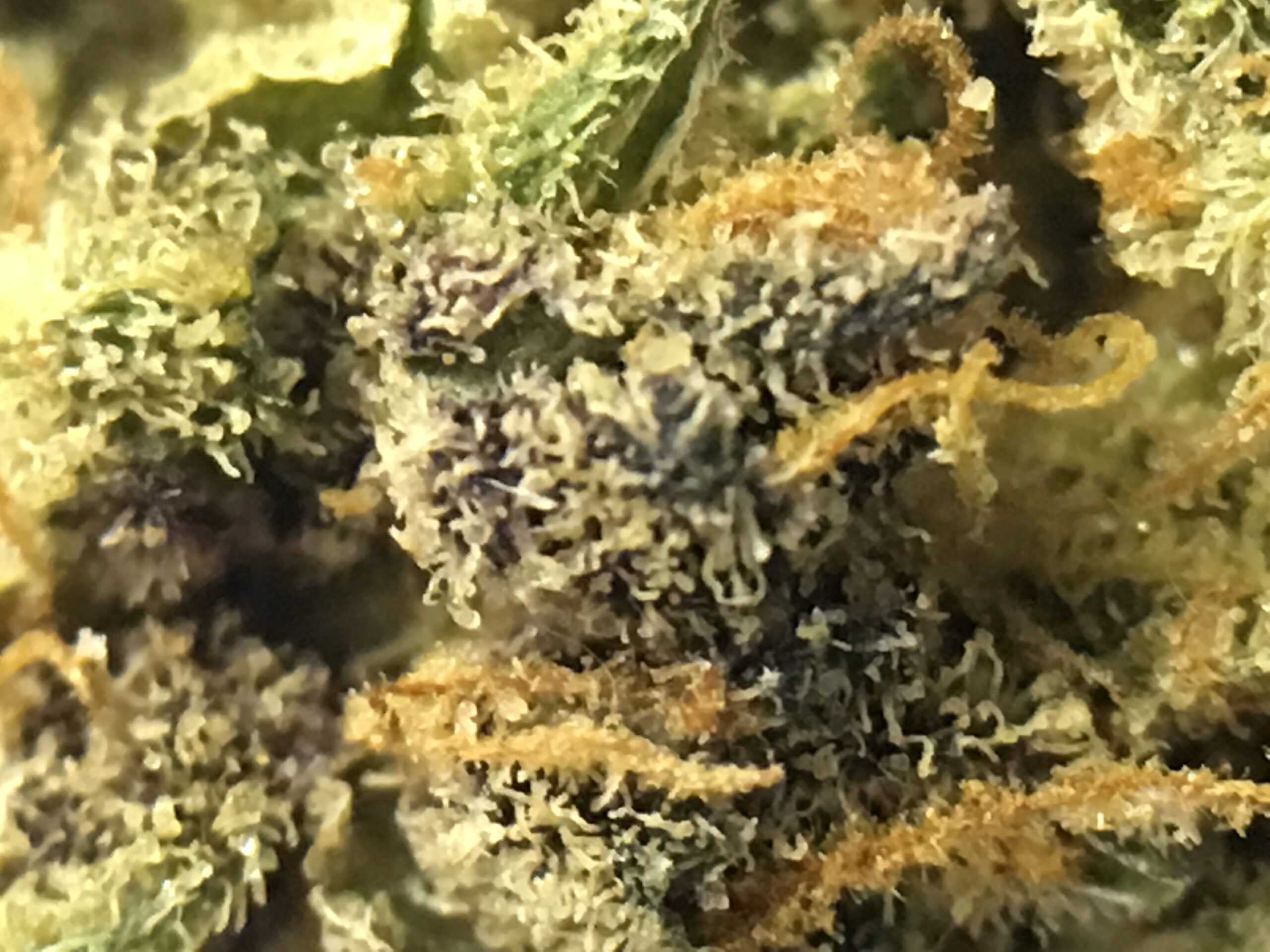 ISMOKE archive image 3 for Purple Mother of Berries Cannabis Strain Review