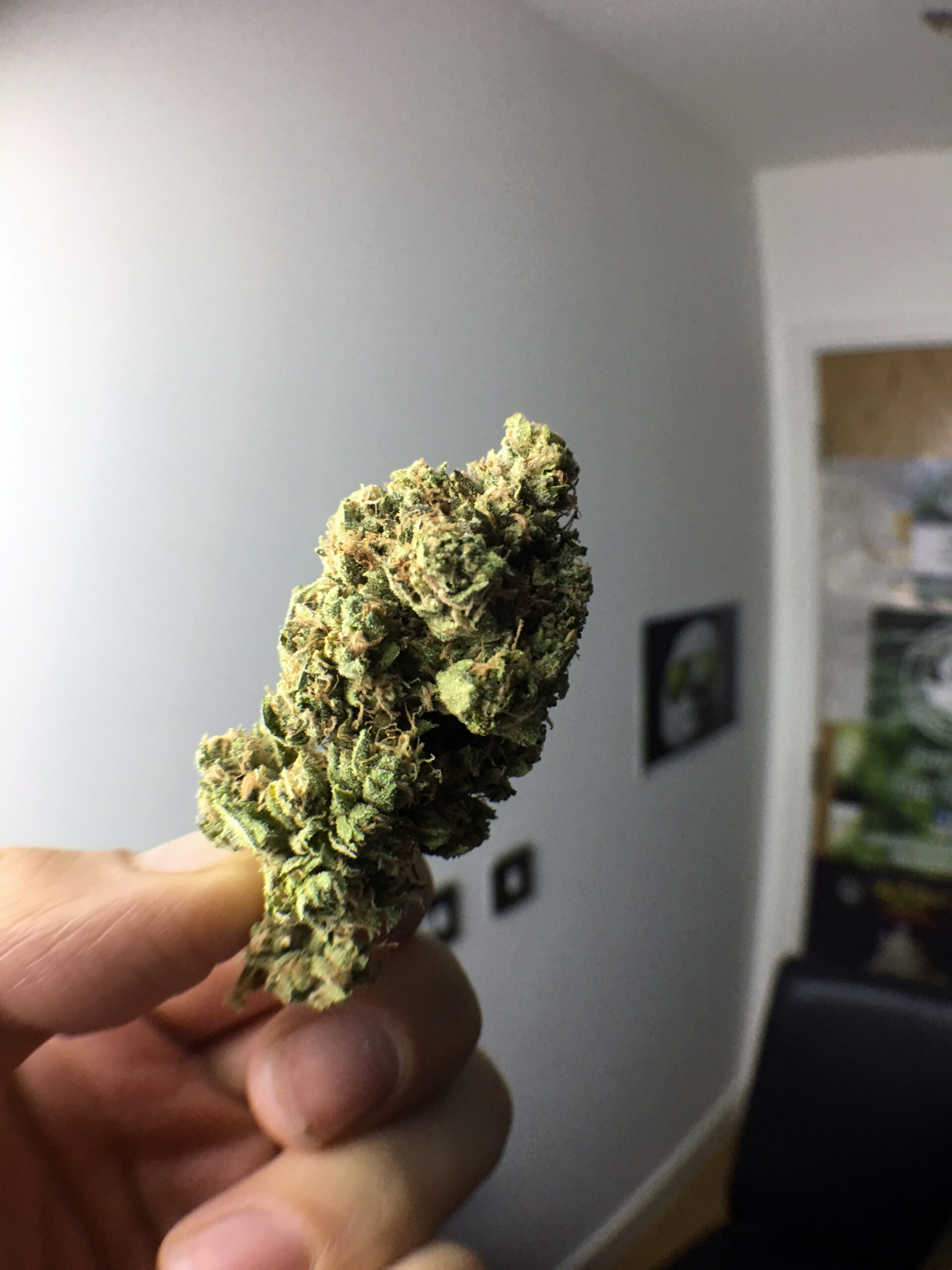 ISMOKE archive image 3 for Skywalker OG Cannabis Strain Review
