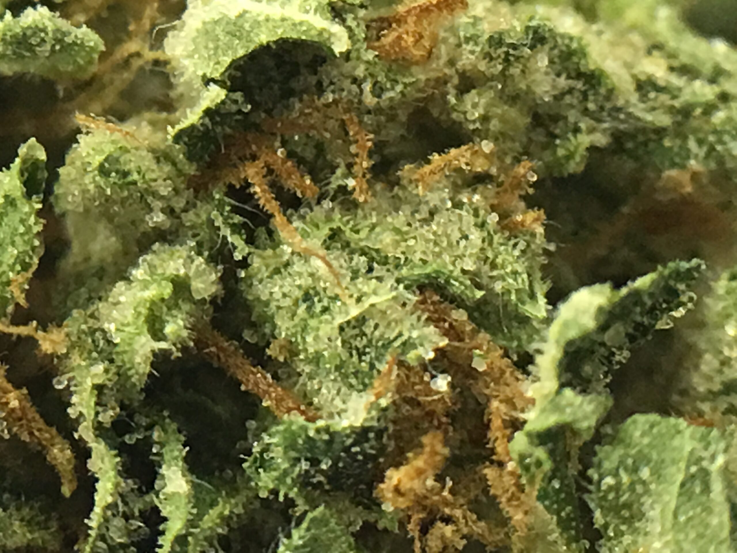ISMOKE archive image 3 for Sour Diesel Bx2 Cannabis strain review
