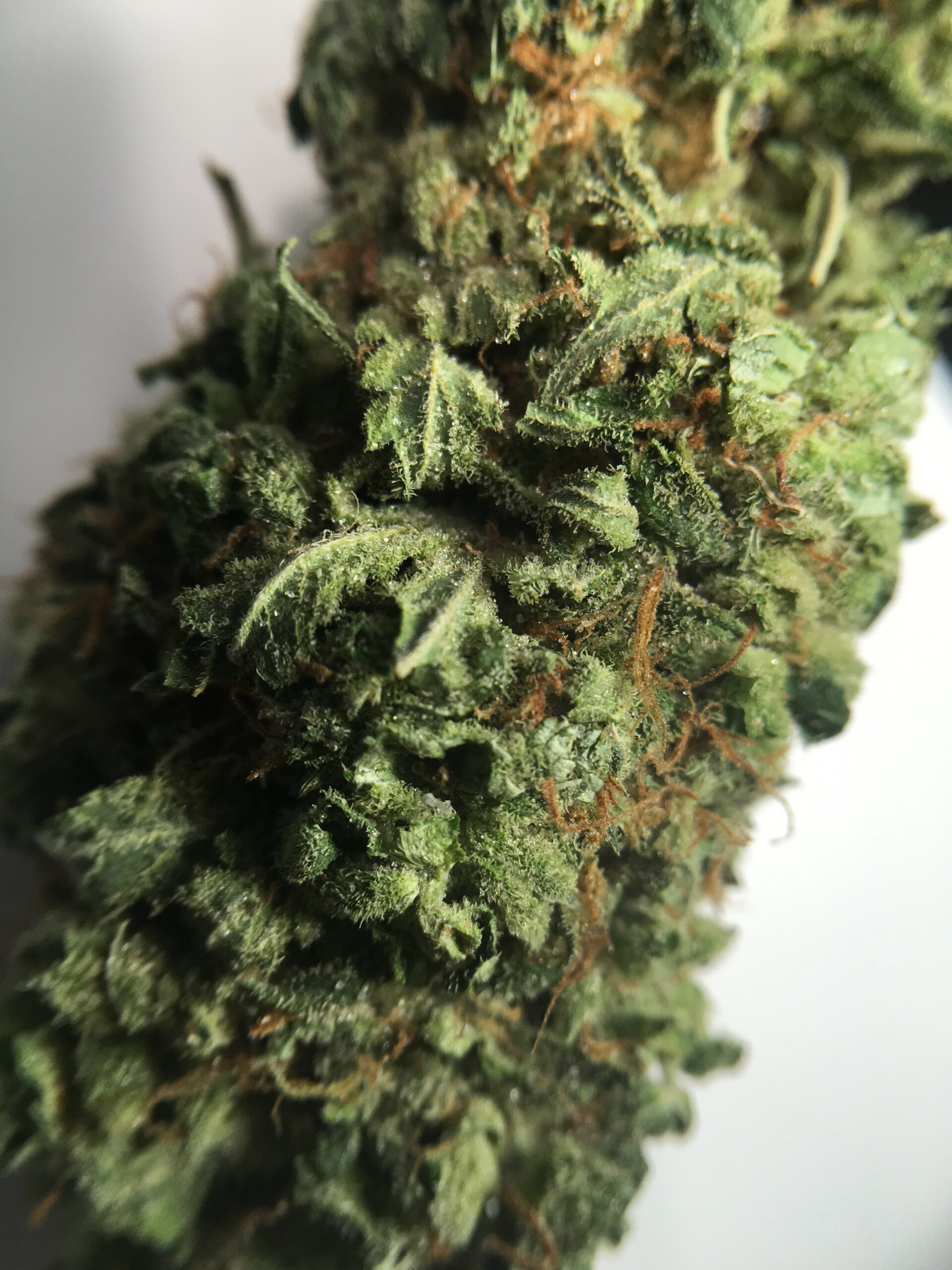 ISMOKE archive image 3 for Super Bud Cannabis Strain Review