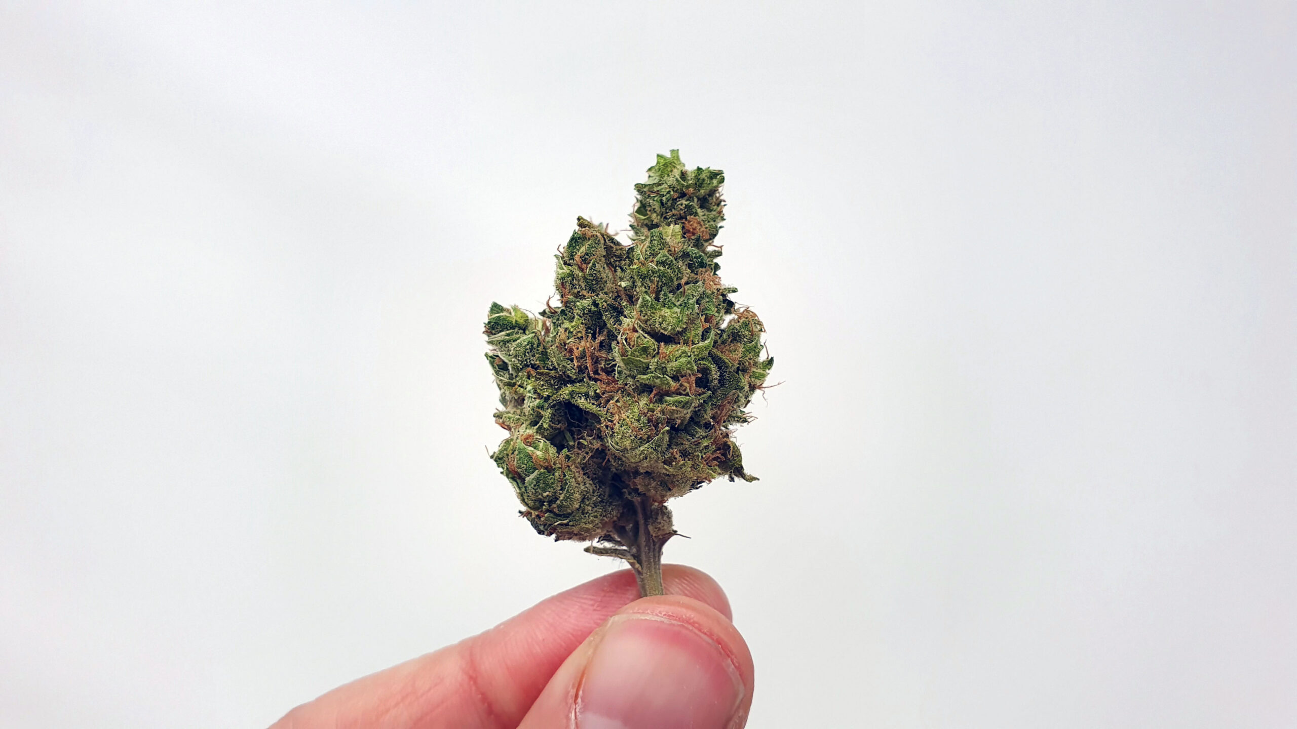 ISMOKE archive image 3 for UGORG #1 Cannabis strain review