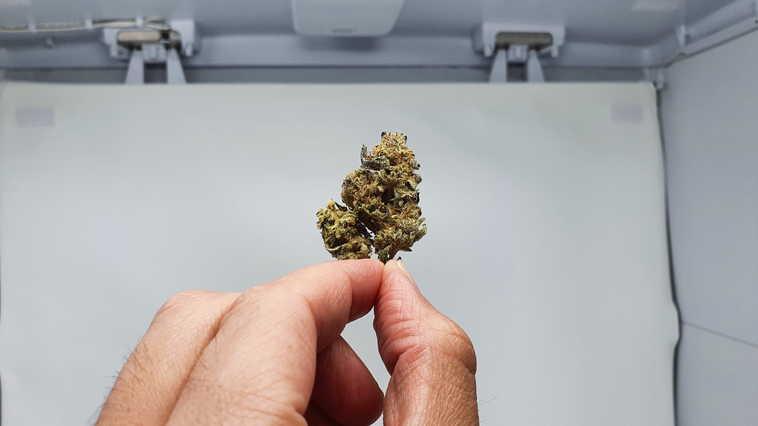 ISMOKE archive image 4 for Harambe's Revenge Cannabis strain review