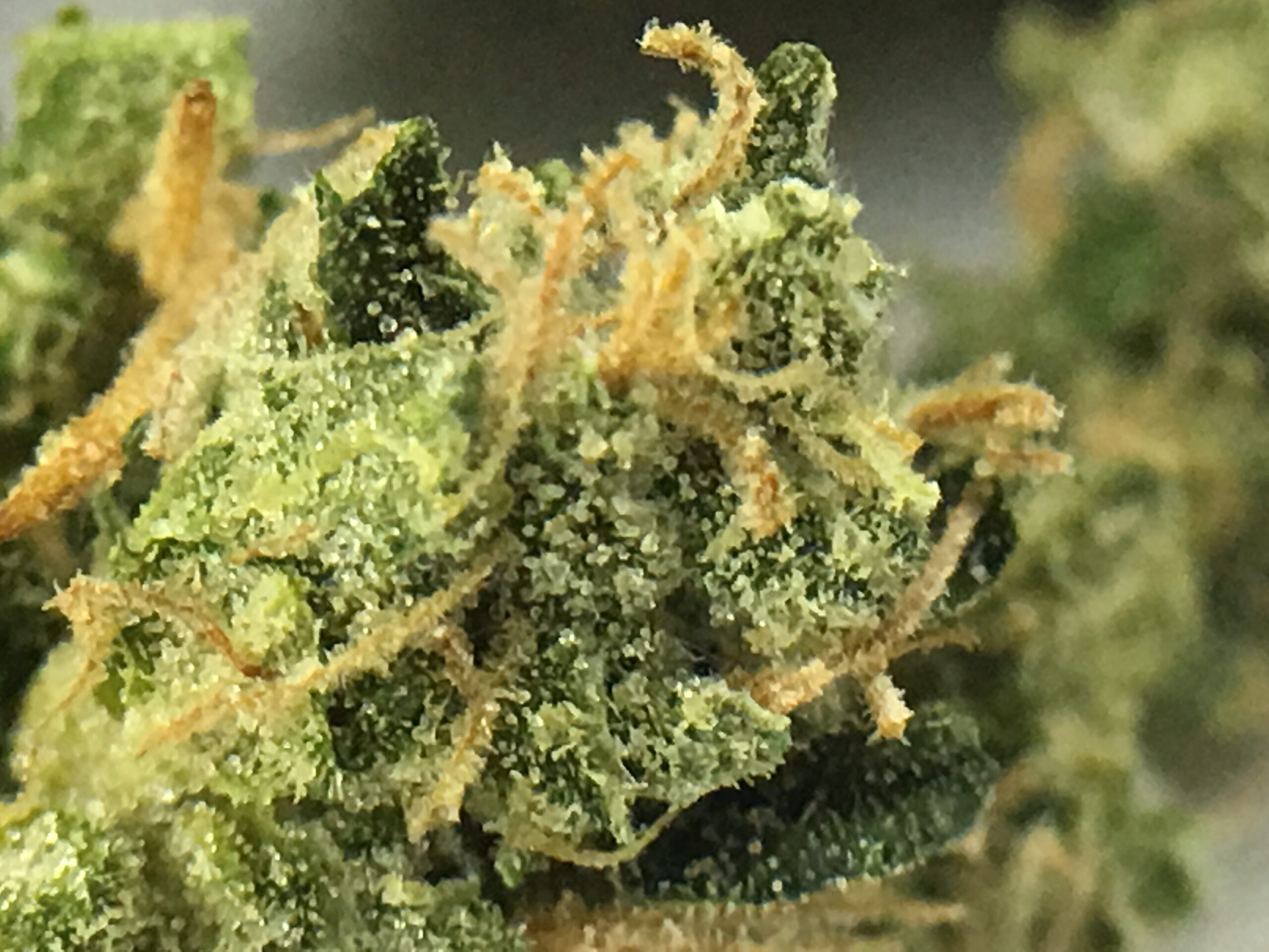 ISMOKE archive image 4 for B28 Cannabis Strain Review