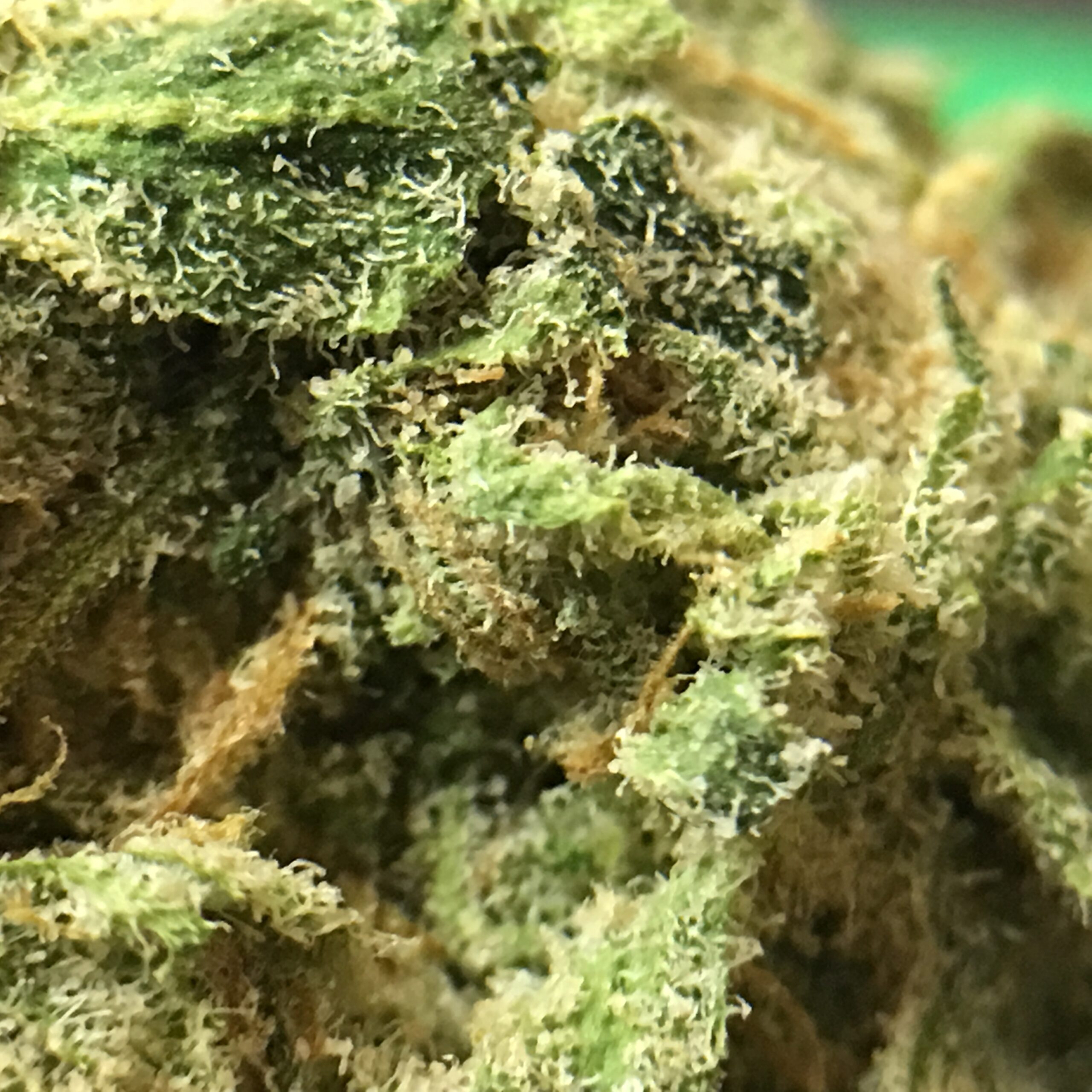 ISMOKE archive image 4 for Blue Dream Cannabis Strain Review