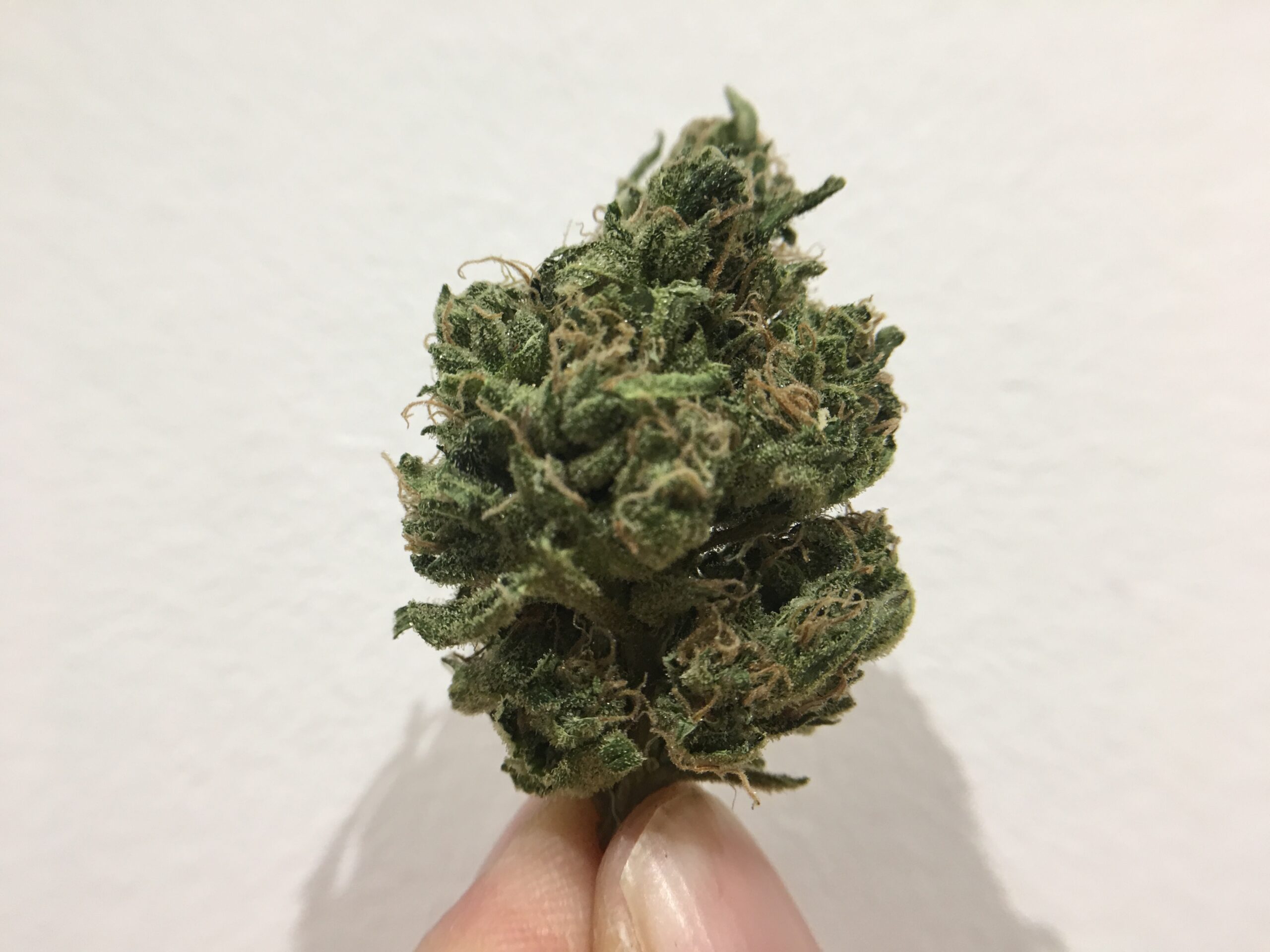 ISMOKE archive image 4 for Blueberry Cannabis Strain Review