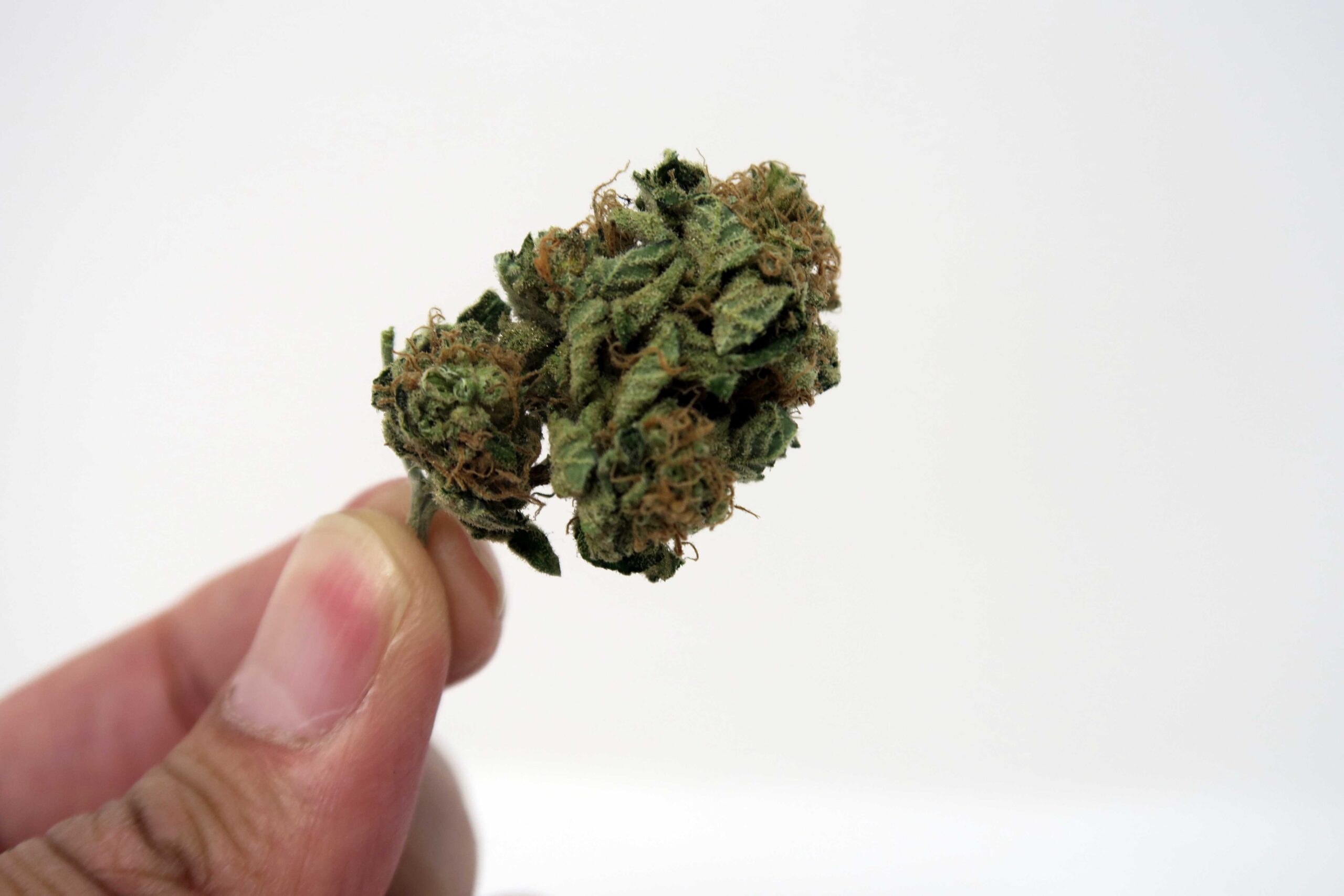 ISMOKE archive image 4 for Chocolate Kush Strain Review
