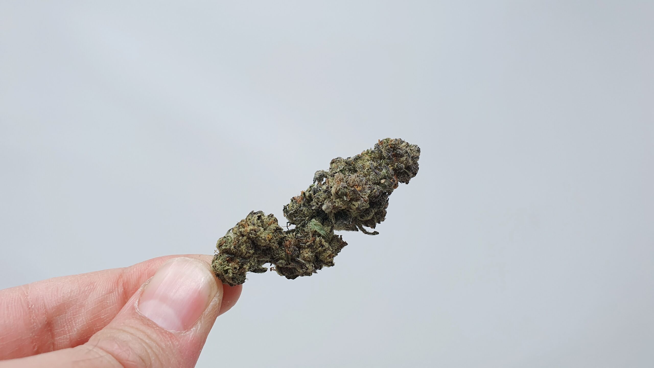 ISMOKE archive image 4 for Cookies Zauce Cannabis strain review