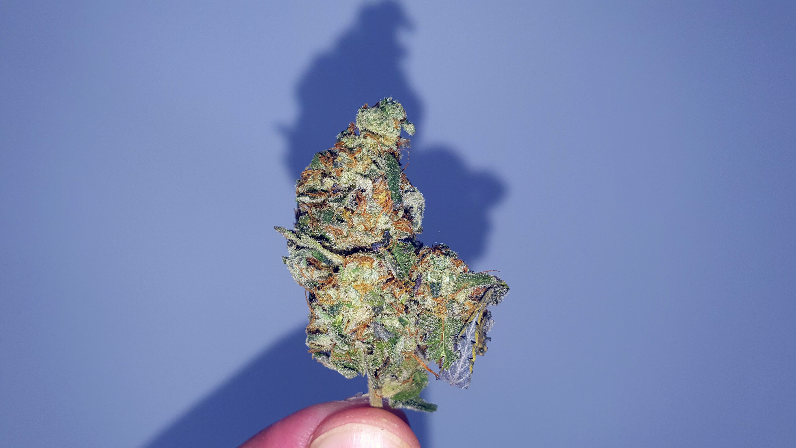 ISMOKE archive image 4 for Crushed Berries Cannabis strain review