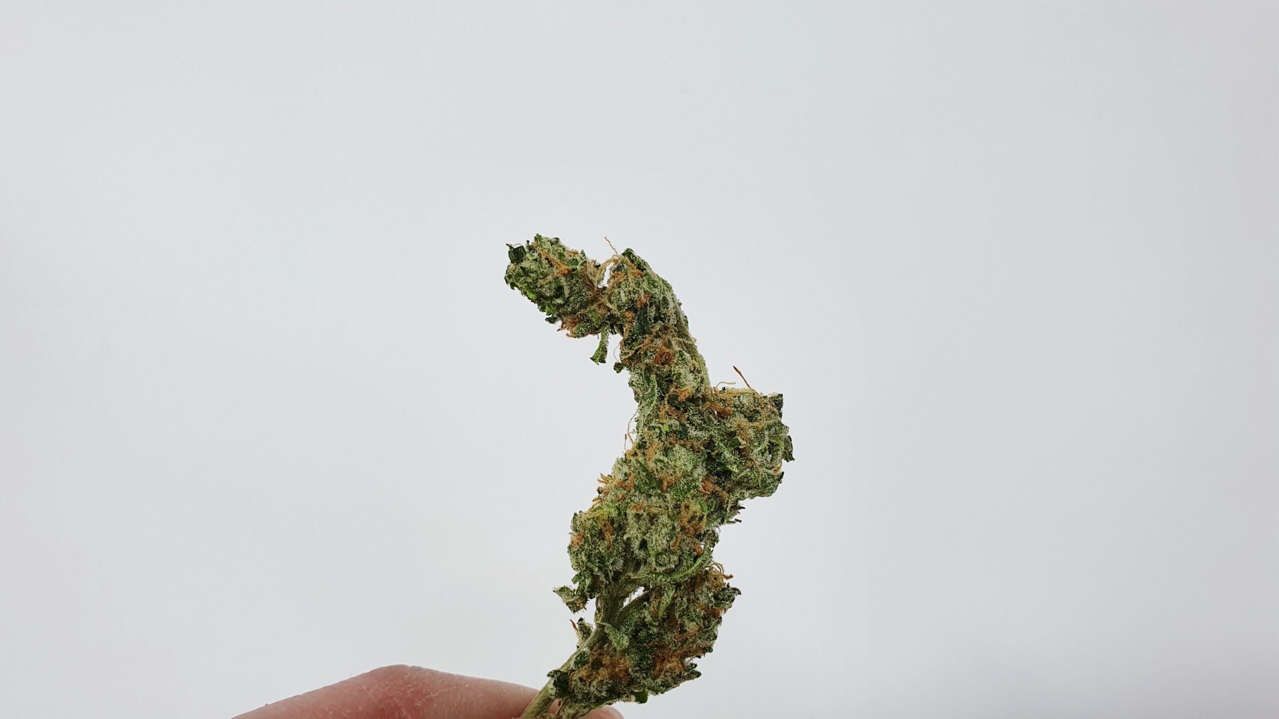 ISMOKE archive image 4 for Orange Slush Cannabis strain review