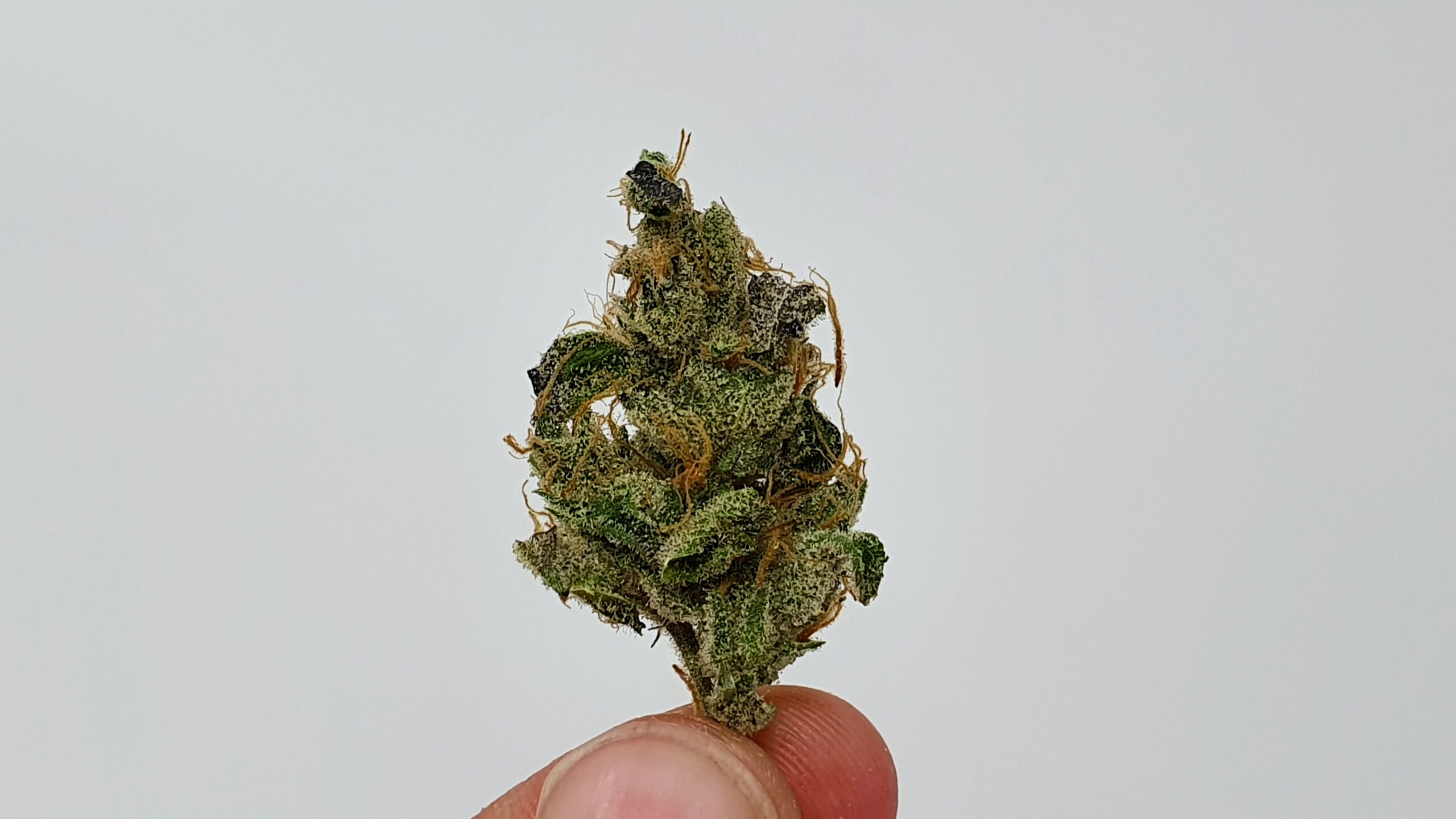 ISMOKE archive image 4 for Peach Ozz Cannabis strain review