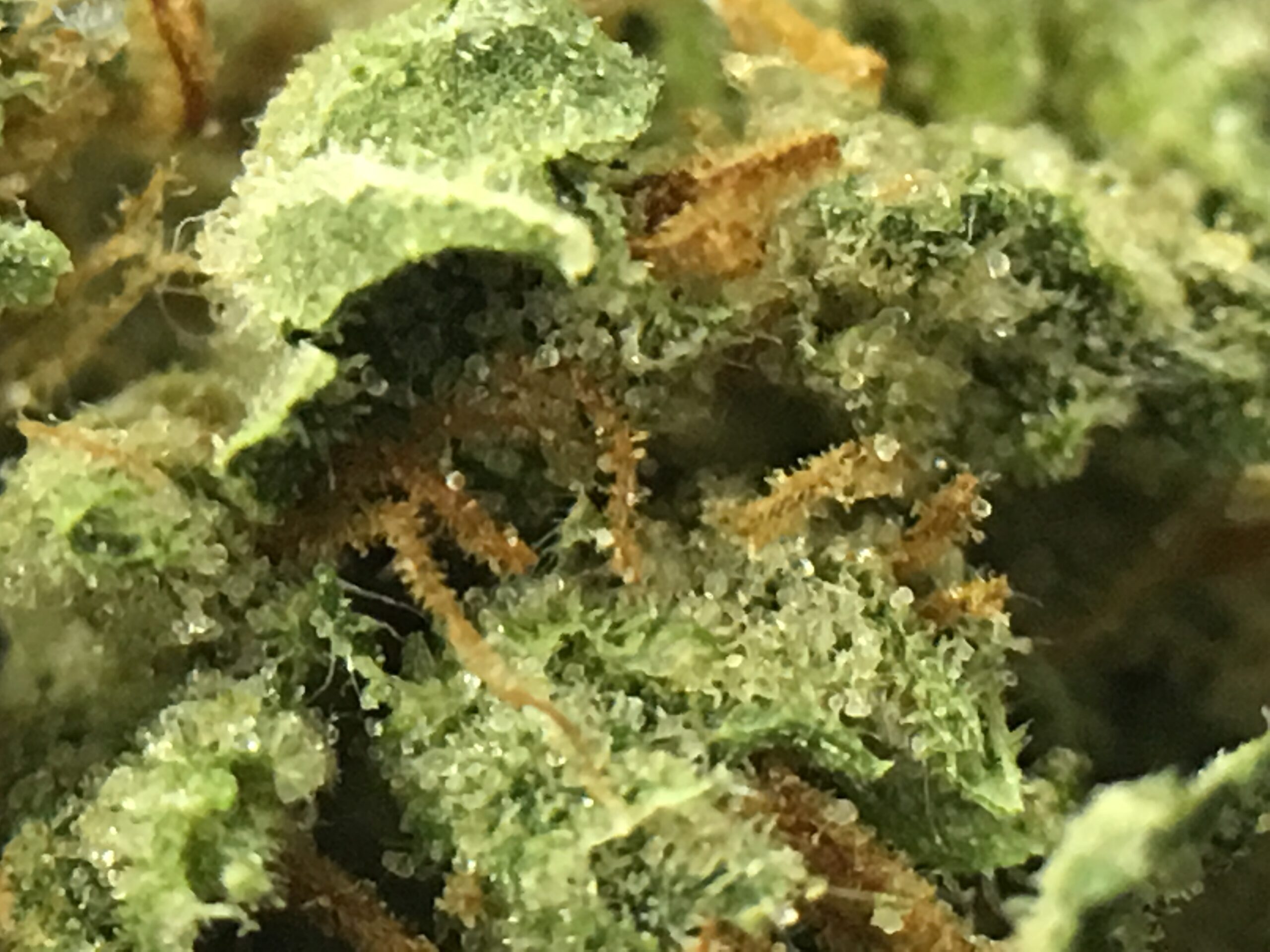 ISMOKE archive image 4 for Sour Diesel Cannabis Strain Review
