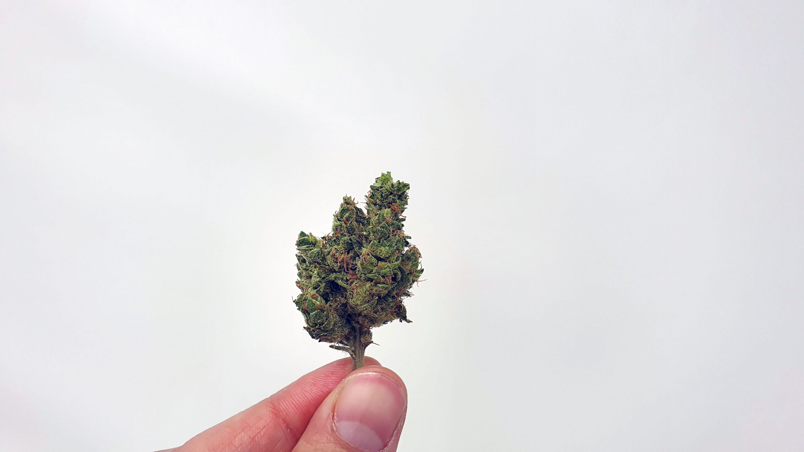 ISMOKE archive image 4 for UGORG #1 Cannabis strain review