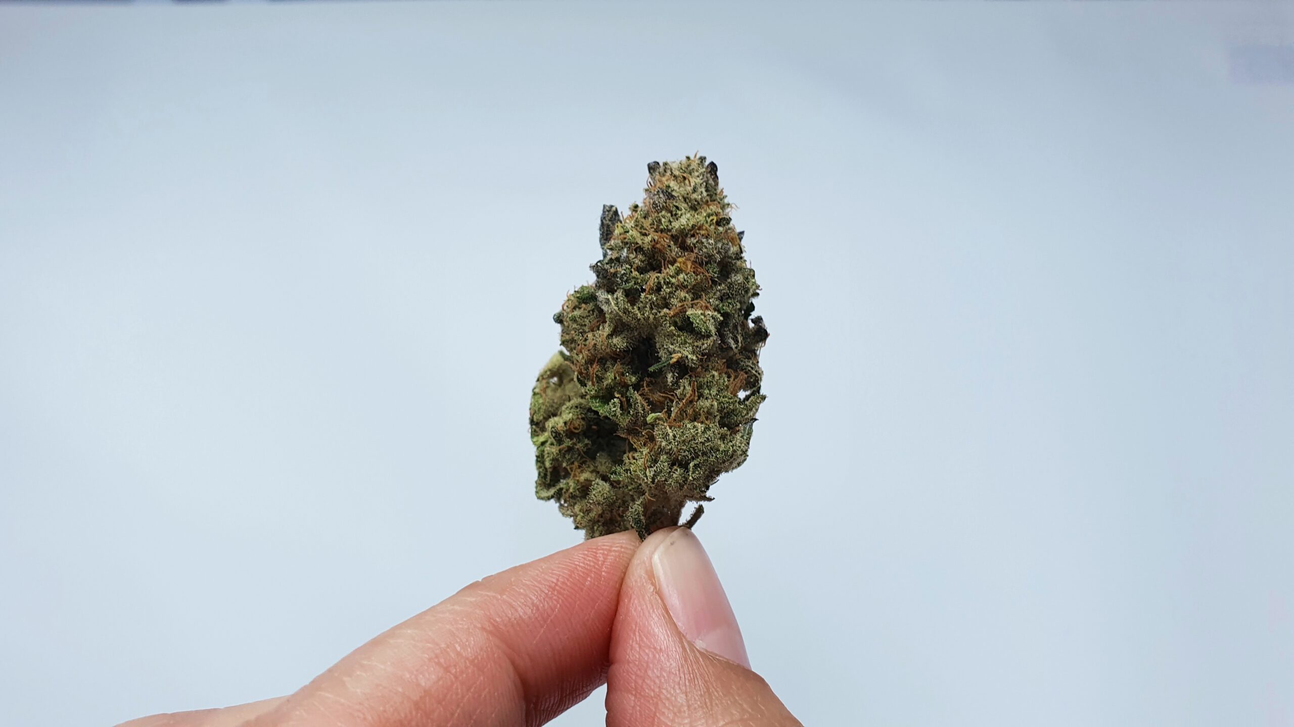ISMOKE archive image 5 for Harambe's Revenge Cannabis strain review