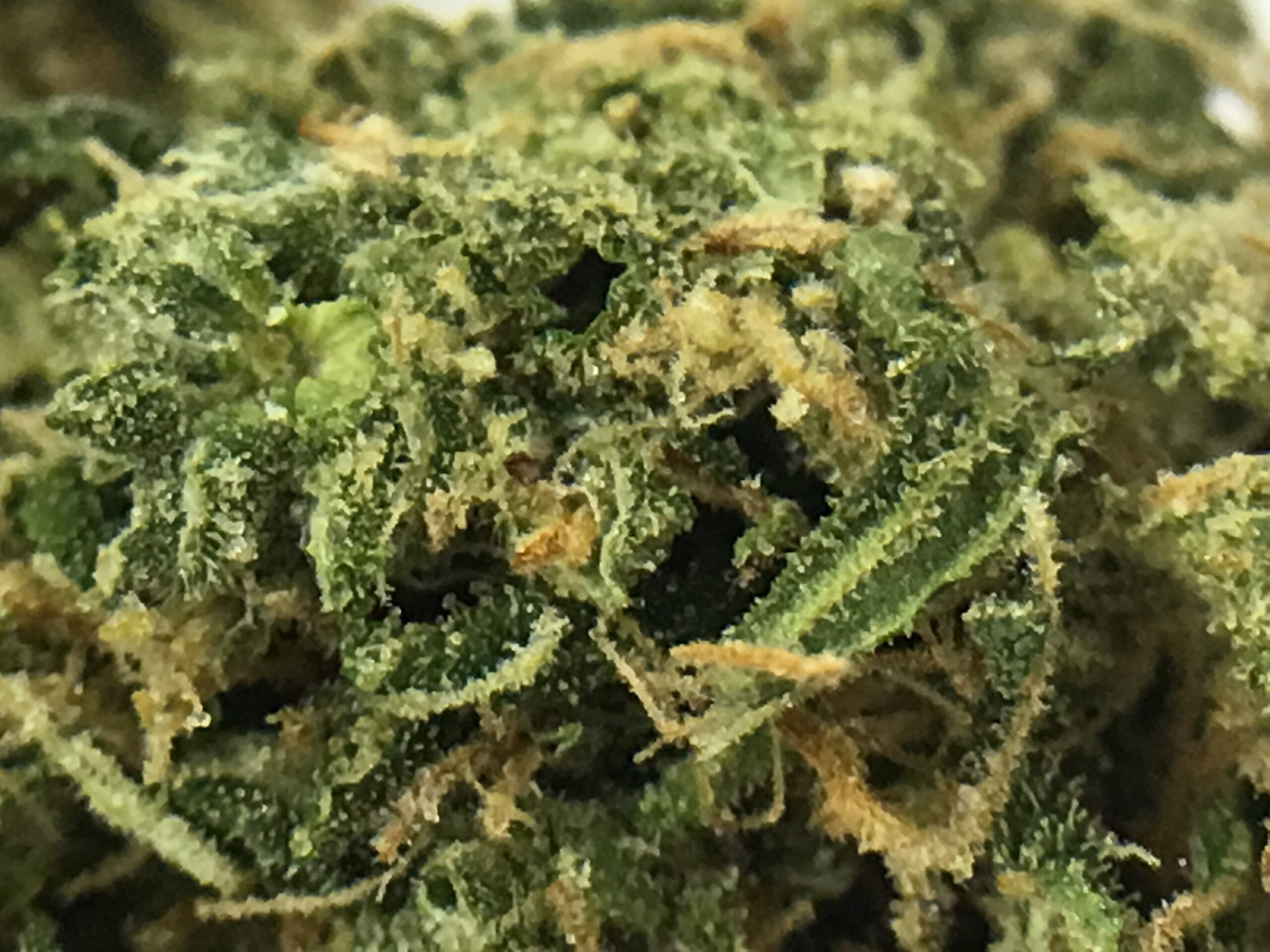 ISMOKE archive image 5 for B28 Cannabis Strain Review