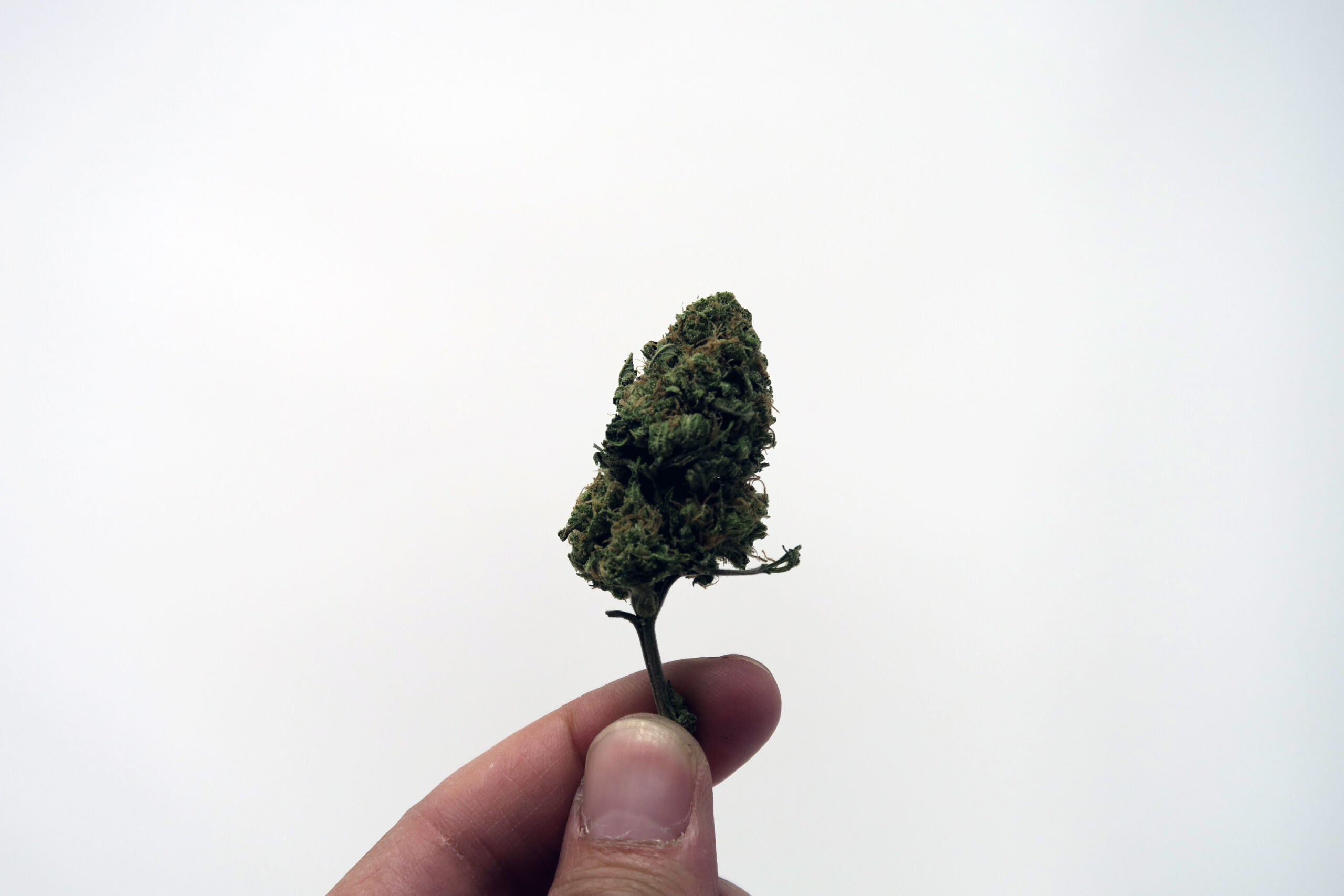 ISMOKE archive image 5 for Blue Cheese Cannabis Strain Review