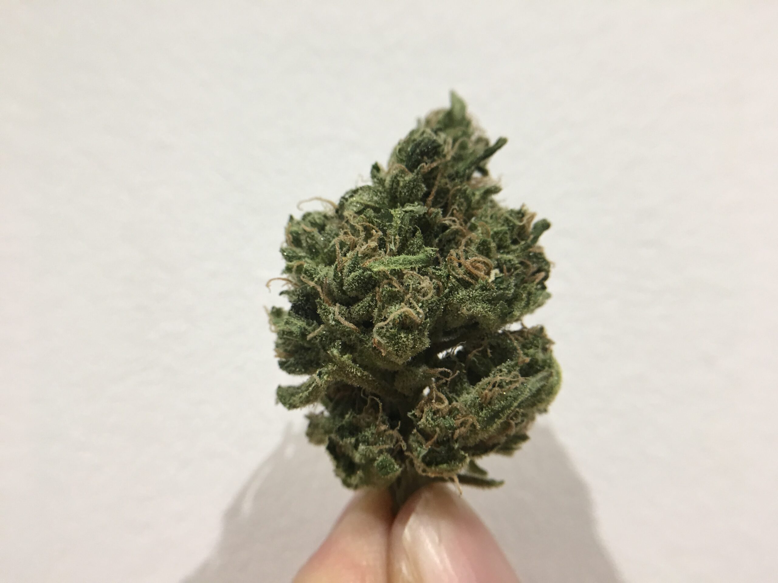ISMOKE archive image 5 for Blueberry Cannabis Strain Review