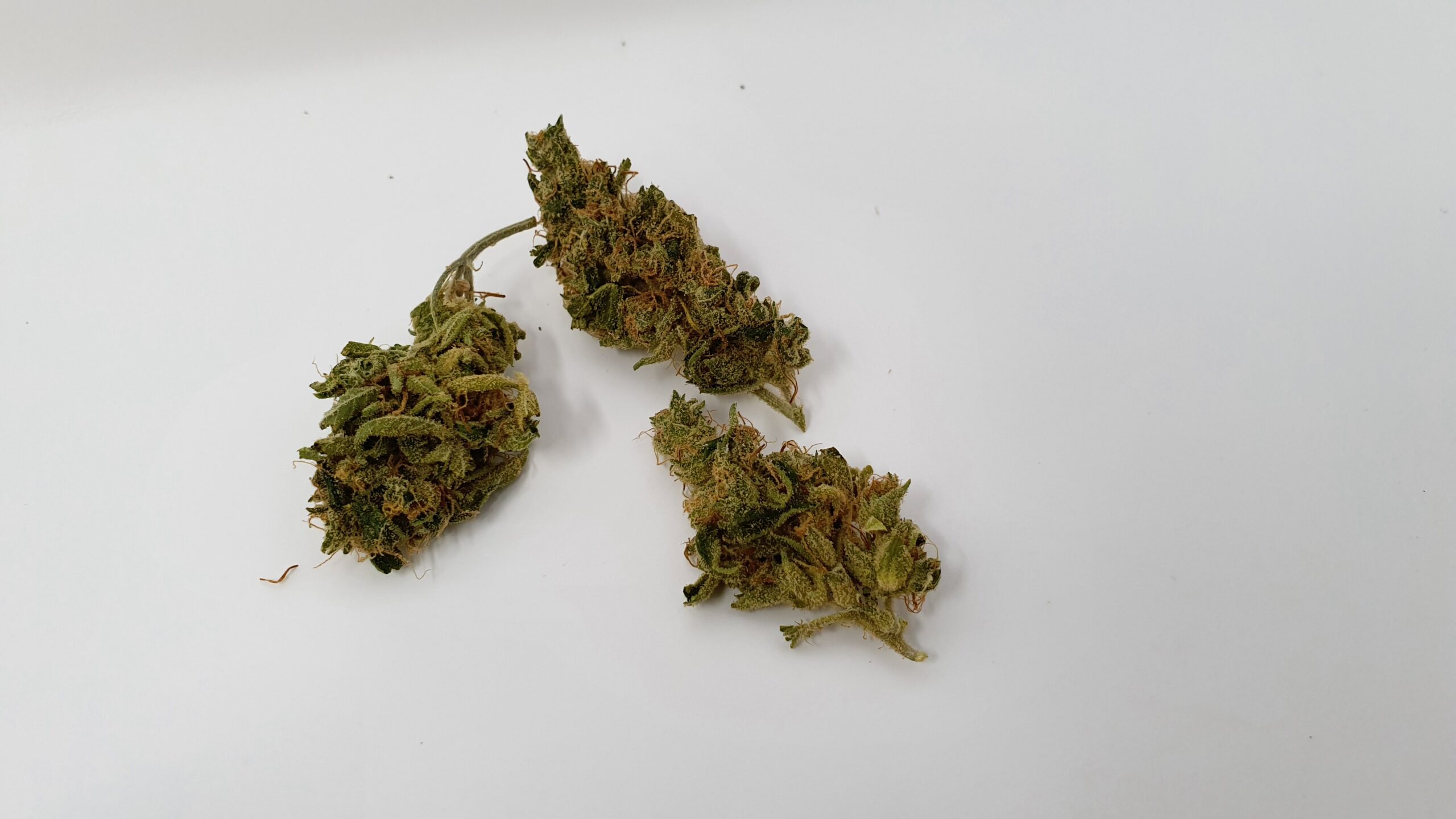 ISMOKE archive image 5 for Sour Tangie Cannabis strain review